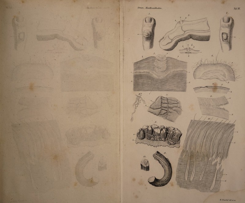 Simon, Jlautlsrcui ich c it<m . Taf.m. *# ; l. ';:' m gilf j®| I ;V ■; Ä. Troschet de!, et sc.