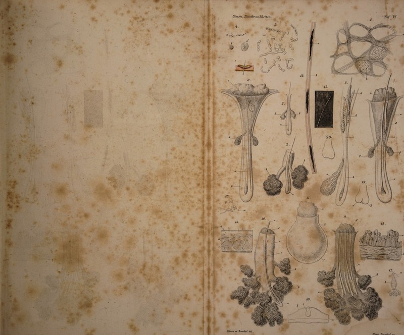 <* s 1f v Lf • ^ / < • V* r - * Simon, Hantln'cmlcliezten v/^vy, Cfy>»»V '“tivW' Simon et Troschel del Ehiqo Troschef