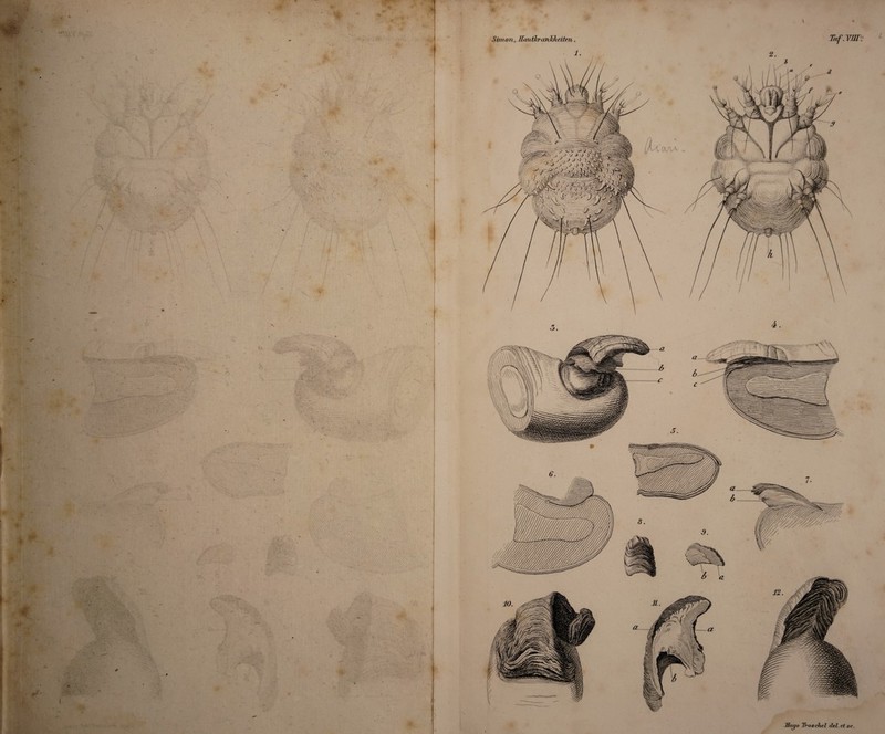 p \ (■ t * iJ» V f i ^>p>* ••<-•■'' Simon, HauikrcmJcJieifcn, Taf.YM. Hugo Tvoschel del.etse.