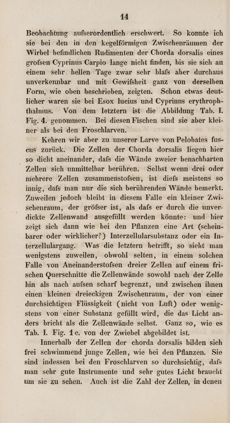 Beobachtung aufserordentlich erschwert. So konnte ich sie bei den in den kegelförmigen Zwischenräumen der Wirbel befindlichen Rudimenten der Chorda dorsalis eines grofsen Cyprinus Carpio lange nicht finden, bis sie sich an einem sehr hellen Tage zwar sehr blafs aber durchaus unverkennbar und mit Gewifsheit ganz von derselben Form, wie oben beschrieben, zeigten. Schon etwas deut¬ licher waren sie bei Esox lucius und Cyprinus erythroph- tlialmus. Von dem letztem ist die Abbildung Tab. I. Fig. 4. genommen. Bei diesen Fischen sind sie aber klei¬ ner als bei den Froschlarven. Kehren wir aber zu unserer Larve von Pelobates fus- cus zurück. Die Zellen der Chorda dorsalis liegen hier so dicht aneinander, dafs die Wände zweier benachbarten Zellen sich unmittelbar berühren. Selbst wenn drei oder mehrere Zellen zusammenstofsen, ist diefs meistens so innig, dafs man nur die sich berührenden Wände bemerkt. Zuweilen jedoch bleibt in diesem Falle ein kleiner Zwi¬ schenraum, der gröfser ist, als dafs er durch die unver- dickte Zellenwand ausgefüllt werden könnte: und hier zeigt sich dann wie bei den Pflanzen eine Art (schein¬ barer oder wirklicher?) Interzellularsubstanz oder ein In¬ terzellulargang. Was die letztem betrifft, so sieht man wenigstens zuweilen, obwohl selten, in einem solchen Falle von Aneinanderstofsen dreier Zellen auf einem fri¬ schen Querschnitte die Zellenwände sowohl nach der Zelle hin als nach aufsen scharf begrenzt, und zwischen ihnen einen kleinen dreieckigen Zwischenraum, der von einer durchsichtigen Flüssigkeit (nicht von Luft) oder wenig¬ stens von einer Substanz gefüllt wird, die das Licht an¬ ders bricht als die Zellenwände selbst. Ganz so, wie es Tab. I. Fig. 1 c. von der Zwiebel abgebildet ist. Innerhalb der Zellen der chorda dorsalis bilden sich frei schwimmend junge Zellen, wie bei den Pflanzen. Sie sind indessen bei den Froschlarven so durchsichtig, dafs man sehr gute Instrumente und sehr gutes Licht braucht um sie zu sehen. Auch ist die Zahl der Zellen, in denen