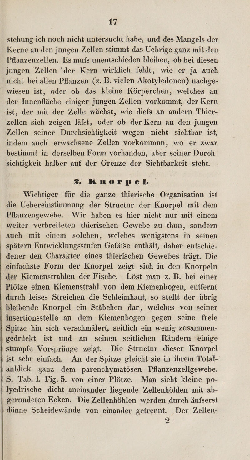 Stellung ich noch nicht untersucht habe, und des Mangels der Kerne an den jungen Zellen stimmt das Uebrige ganz mit den Pflanzenzellen. Es muls unentschieden bleiben, ob bei diesen jungen Zellen der Kern wirklich fehlt, wie er ja auch nicht bei allen Pflanzen (z. B. vielen Akotyledonen) nachge¬ wiesen ist, oder ob das kleine Körperchen, welches an der Innenfläche einiger jungen Zellen vorkommt, der Kern ist, der mit der Zelle wächst, wie diefs an andern Thier¬ zellen sich zeigen läfst, oder ob der Kern an den jungen Zellen seiner Durchsichtigkeit wegen nicht sichtbar ist, indem auch erwachsene Zellen vorkommnn, wo er zwar bestimmt in derselben Form vorhanden, aber seiner Durch¬ sichtigkeit halber auf der Grenze der Sichtbarkeit steht. 2. M 11 o i* fi e 1. Wichtiger für die ganze thierische Organisation ist die Uebereinstimmung der Structur der Knorpel mit dem Pflanzengewebe. Wir haben es hier nicht nur mit einem weiter verbreiteten thierischen Gewebe zu thun, sondern auch mit einem solchen, welches wenigstens in seinen spätem Entwicklungsstufen Gefäfse enthält, daher entschie¬ dener den Charakter eines thierischen Gewebes trägt. Die einfachste Form der Knorpel zeigt sich in den Knorpeln der Kiemenstrahlen der Fische. Löst man z. B. bei einer Plötze einen Kiemenstrahl von dem Kiemenbogen, entfernt durch leises Streichen die Schleimhaut, so stellt der übrig bleibende Knorpel ein Stäbchen dar, welches von seiner Insertionsstelle an dem Kiemenbogen gegen seine freie Spitze hin sich verschmälert, seitlich ein wenig zusammen- gedrückt ist und an seinen seitlichen Rändern einige stumpfe Vorsprünge zeigt. Die Structur dieser Knorpel ist sehr einfach. An der Spitze gleicht sie in ihrem Total¬ anblick ganz dem parenchymatösen Pflanzenzellgewebe. S. Tab. I. Fig. 5. von einer Plötze. Man sieht kleine po- lyedrische dicht aneinander liegende Zellenhöhlen mit ab¬ gerundeten Ecken. Die Zellenhöhlen werden durch äufserst diinne Scheidewände von einander getrennt. Der Zellen- 2 l