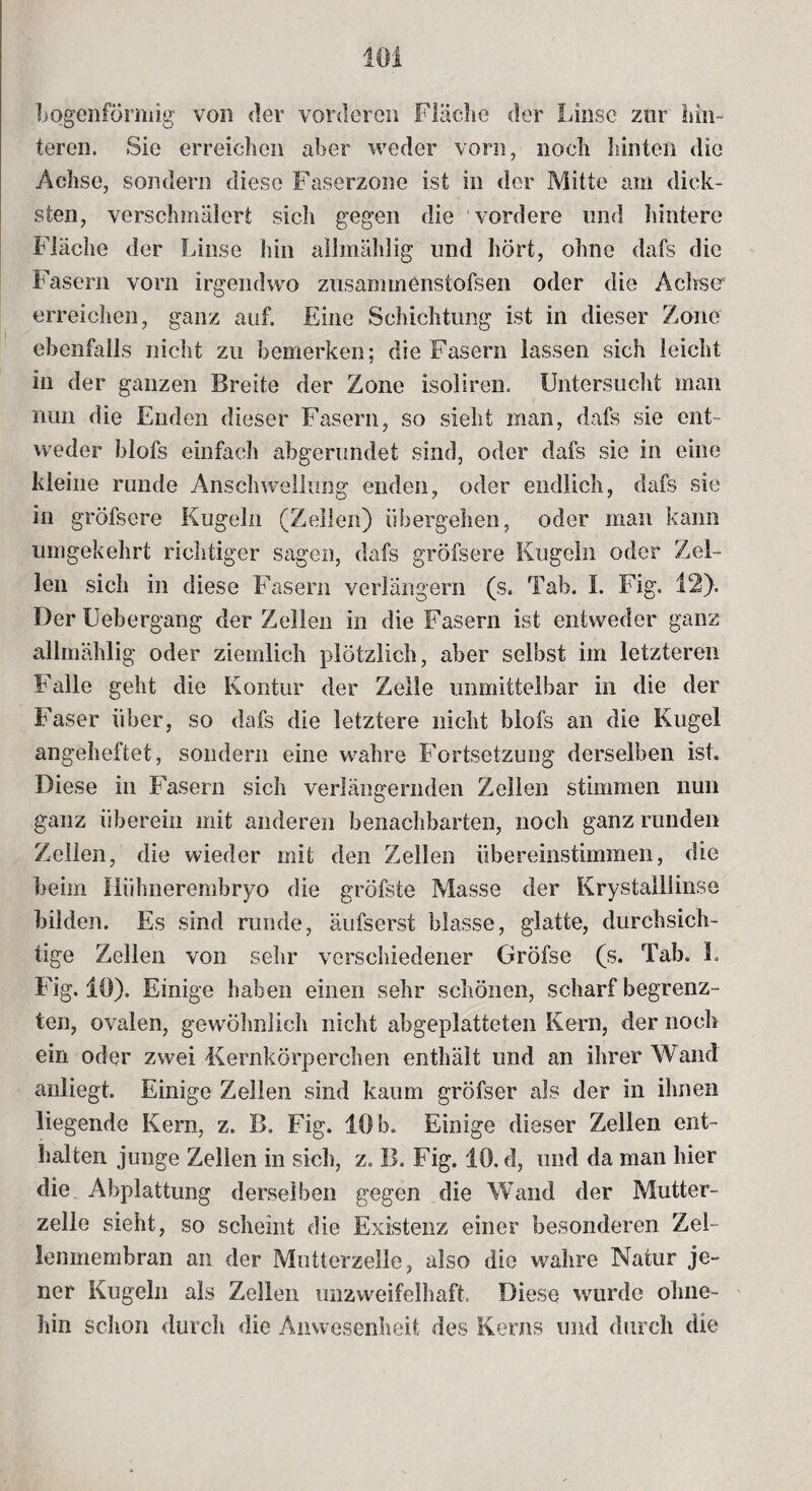 bogenförmig von der vorderen Fläche der Linse zur hin¬ teren. Sie erreichen aber weder vorn, noch hinten die Achse, sondern diese Faserzone ist in der Mitte am dick¬ sten, verschmälert sich gegen die vordere und hintere Fläche der Linse hin allmählig und hört, ohne dafs die Fasern vorn irgendwo zusammenstofsen oder die Achse erreichen, ganz auf. Eine Schichtung ist in dieser Zone ebenfalls nicht zu bemerken; die Fasern lassen sich leicht in der ganzen Breite der Zone isoliren. Untersucht man nun die Enden dieser Fasern, so sieht man, dafs sie ent¬ weder blofs einfach abgerundet sind, oder dafs sie in eine kleine runde Anschwellung enden, oder endlich, dafs sie in gröfscre Kugeln (Zellen) übergehen, oder man kann umgekehrt richtiger sagen, dafs gröfsere Kugeln oder Zel¬ len sich in diese Fasern verlängern (s. Tab. I. Fig. 12). Der Uebergang der Zellen in die Fasern ist entweder ganz allmählig oder ziemlich plötzlich, aber selbst im letzteren Falle geht die Kontur der Zelle unmittelbar in die der Faser über, so dafs die letztere nicht blofs an die Kugel angeheftet, sondern eine wahre Fortsetzung derselben ist. Diese in Fasern sich verlängernden Zellen stimmen nun ganz überein mit anderen benachbarten, noch ganz runden Zellen, die wieder mit den Zellen übereinstimmen, die beim Hühnerembryo die gröfste Masse der Krystalllinse bilden. Es sind runde, äufserst blasse, glatte, durchsich¬ tige Zellen von sehr verschiedener Gröfse (s. Tab. 3. Fig. 10). Einige haben einen sehr schönen, scharf begrenz¬ ten, ovalen, gewöhnlich nicht abgeplatteten Kern, der noch ein oder zwei Kernkörperchen enthält lind an ihrer Wand anliegt. Einige Zellen sind kaum gröfser als der in ihnen liegende Kern, z. B. Fig. 10 b. Einige dieser Zellen ent¬ halten junge Zellen in sich, z. 13. Fig. 10. d, und da man hier die Abplattung derselben gegen die Wand der Mutter¬ zelle sieht, so scheint die Existenz einer besonderen Zeh lenmembran an der Mutterzelle, also die wahre Natur je¬ ner Kugeln als Zellen unzweifelhaft. Diese wurde ohne¬ hin schon durch die Anwesenheit des Kerns und durch die