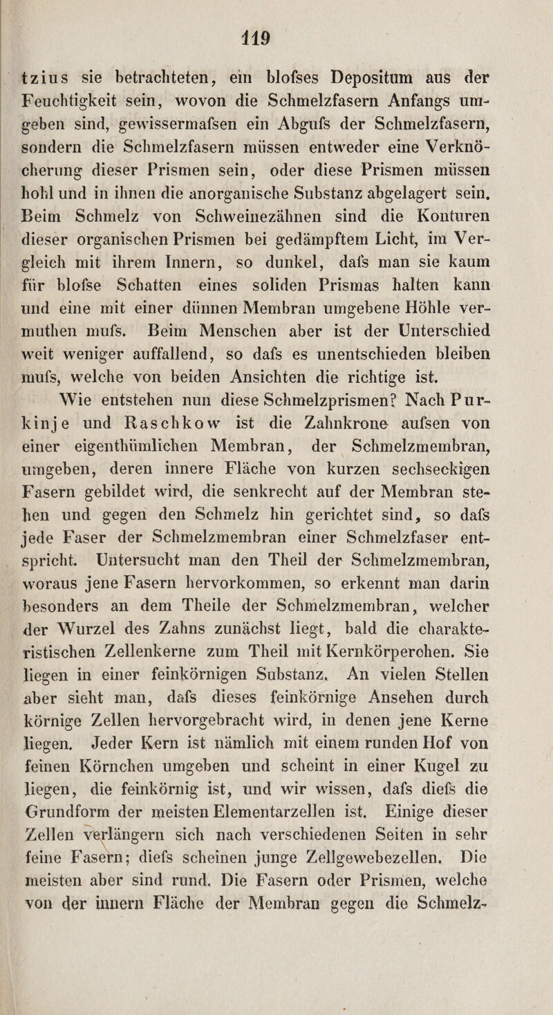 tzius sie betrachteten, ein blofses Depositum aus der Feuchtigkeit sein, wovon die Schmelzfasern Anfangs um¬ geben sind, gevvissermafsen ein Abgufs der Schmelzfasern, sondern die Schmelzfasern müssen entweder eine Verknö¬ cherung dieser Prismen sein, oder diese Prismen müssen hohl und in ihnen die anorganische Substanz abgelagert sein. Beim Schmelz von Schweinezähnen sind die Konturen dieser organischen Prismen bei gedämpftem Licht, im Ver¬ gleich mit ihrem Innern, so dunkel, dafs man sie kaum für blofse Schatten eines soliden Prismas halten kann und eine mit einer dünnen Membran umgebene Höhle ver- muthen mufs. Beim Menschen aber ist der Unterschied weit weniger auffallend, so dafs es unentschieden bleiben mufs, welche von beiden Ansichten die richtige ist. Wie entstehen nun diese Schmelzprismen? Nach Pur¬ kinje und Raschkow ist die Zahnkrone aufsen von einer eigentümlichen Membran, der Schmelzmembran, umgeben, deren innere Fläche von kurzen sechseckigen Fasern gebildet wird, die senkrecht auf der Membran ste¬ hen und gegen den Schmelz hin gerichtet sind, so dafs jede Faser der Schmelzmembran einer Schmelzfaser ent¬ spricht. Untersucht man den Theil der Schmelzmembran, woraus jene Fasern hervorkommen, so erkennt man darin besonders an dem Theile der Schmelzmembran, welcher der Wurzel des Zahns zunächst liegt, bald die charakte¬ ristischen Zellenkerne zum Theil mit Kernkörperchen. Sie liegen in einer feinkörnigen Substanz. An vielen Stellen aber sieht man, dafs dieses feinkörnige Ansehen durch körnige Zellen hervorgebracht wird, in denen jene Kerne liegen. Jeder Kern ist nämlich mit einem runden Hof von feinen Körnchen umgeben und scheint in einer Kugel zu liegen, die feinkörnig ist, und wir wissen, dafs diefs die Grundform der meisten Elementarzellen ist. Einige dieser Zellen verlängern sich nach verschiedenen Seiten in sehr feine Fasern; diefs scheinen junge Zellgewebezellen. Die meisten aber sind rund. Die Fasern oder Prismen, welche von der innern Fläche der Membran gegen die Schmelz-