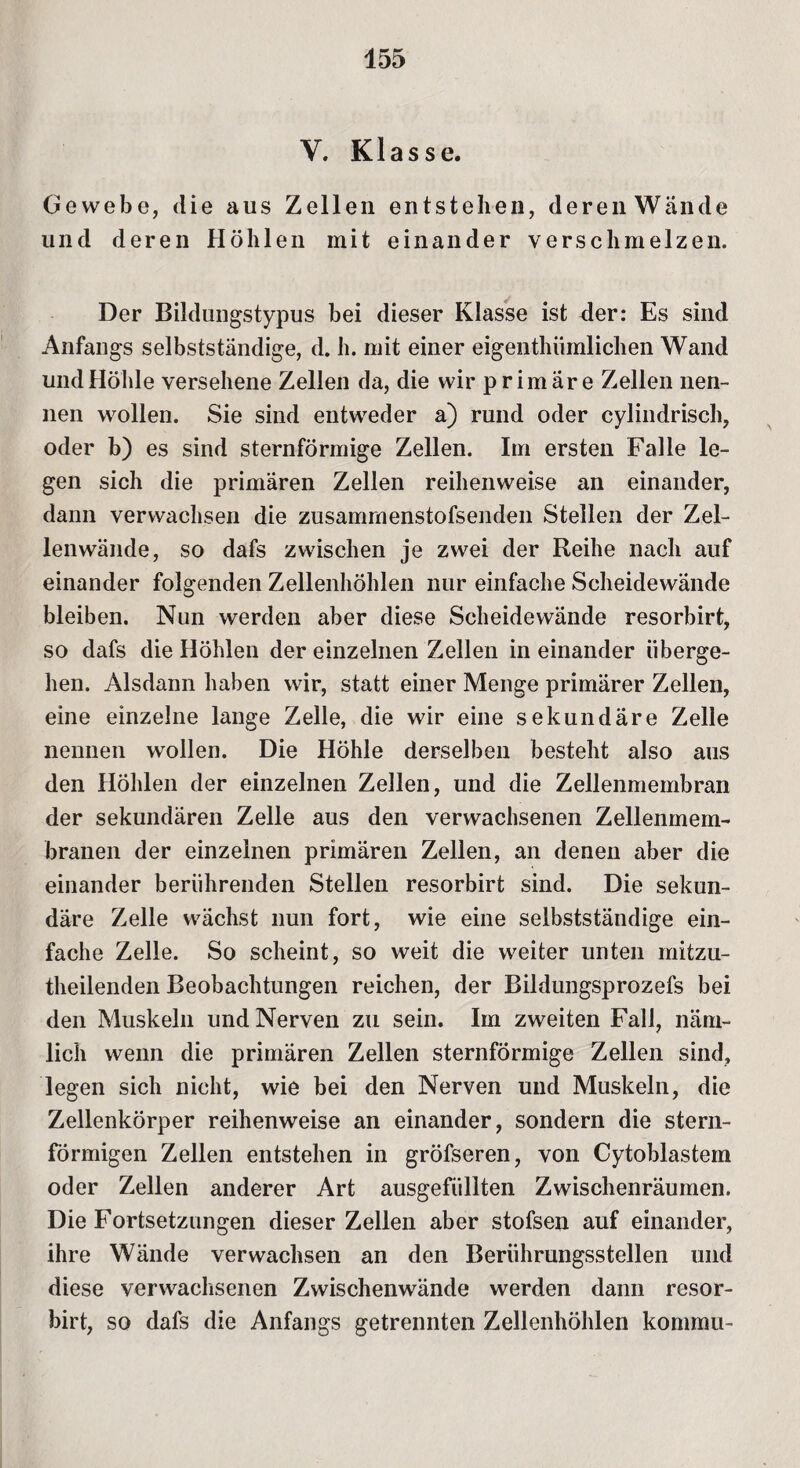 V. Klasse. Gewebe, die aus Zellen entstehen, deren Wände und deren Höhlen mit einander verschmelzen. Der Bildungstypus bei dieser Klasse ist der: Es sind Anfangs selbstständige, d. h. mit einer eigenthiimlichen Wand und Höhle versehene Zellen da, die wir primäre Zellen nen¬ nen wollen. Sie sind entweder a) rund oder cylindrisch, oder b) es sind sternförmige Zellen. Im ersten Falle le¬ gen sich die primären Zellen reihenweise an einander, dann verwachsen die zusammenstofsenden Stellen der Zel¬ lenwände, so dafs zwischen je zwei der Reihe nach auf einander folgenden Zellenhöhlen nur einfache Scheidewände bleiben. Nun werden aber diese Scheidewände resorbirt, so dafs die Höhlen der einzelnen Zellen in einander überge¬ hen. Alsdann haben wir, statt einer Menge primärer Zellen, eine einzelne lange Zelle, die wir eine sekundäre Zelle nennen wollen. Die Höhle derselben besteht also aus den Höhlen der einzelnen Zellen, und die Zellenmembran der sekundären Zelle aus den verwachsenen Zellenmem¬ branen der einzelnen primären Zellen, an denen aber die einander berührenden Stellen resorbirt sind. Die sekun¬ däre Zelle wächst nun fort, wie eine selbstständige ein¬ fache Zelle. So scheint, so weit die weiter unten rriitzu- theilenden Beobachtungen reichen, der Bildungsprozefs bei den Muskeln und Nerven zu sein. Im zweiten Fall, näm¬ lich wenn die primären Zellen sternförmige Zellen sind, legen sich nicht, wie bei den Nerven und Muskeln, die Zellenkörper reihenweise an einander, sondern die stern¬ förmigen Zellen entstehen in gröfseren, von Cytoblastem oder Zellen anderer Art ausgefiillten Zwischenräumen. Die Fortsetzungen dieser Zellen aber stofsen auf einander, ihre Wände verwachsen an den Berührungsstellen und diese verwachsenen Zwischenwände werden dann resor¬ birt, so dafs die Anfangs getrennten Zellenhöhlen kommu-