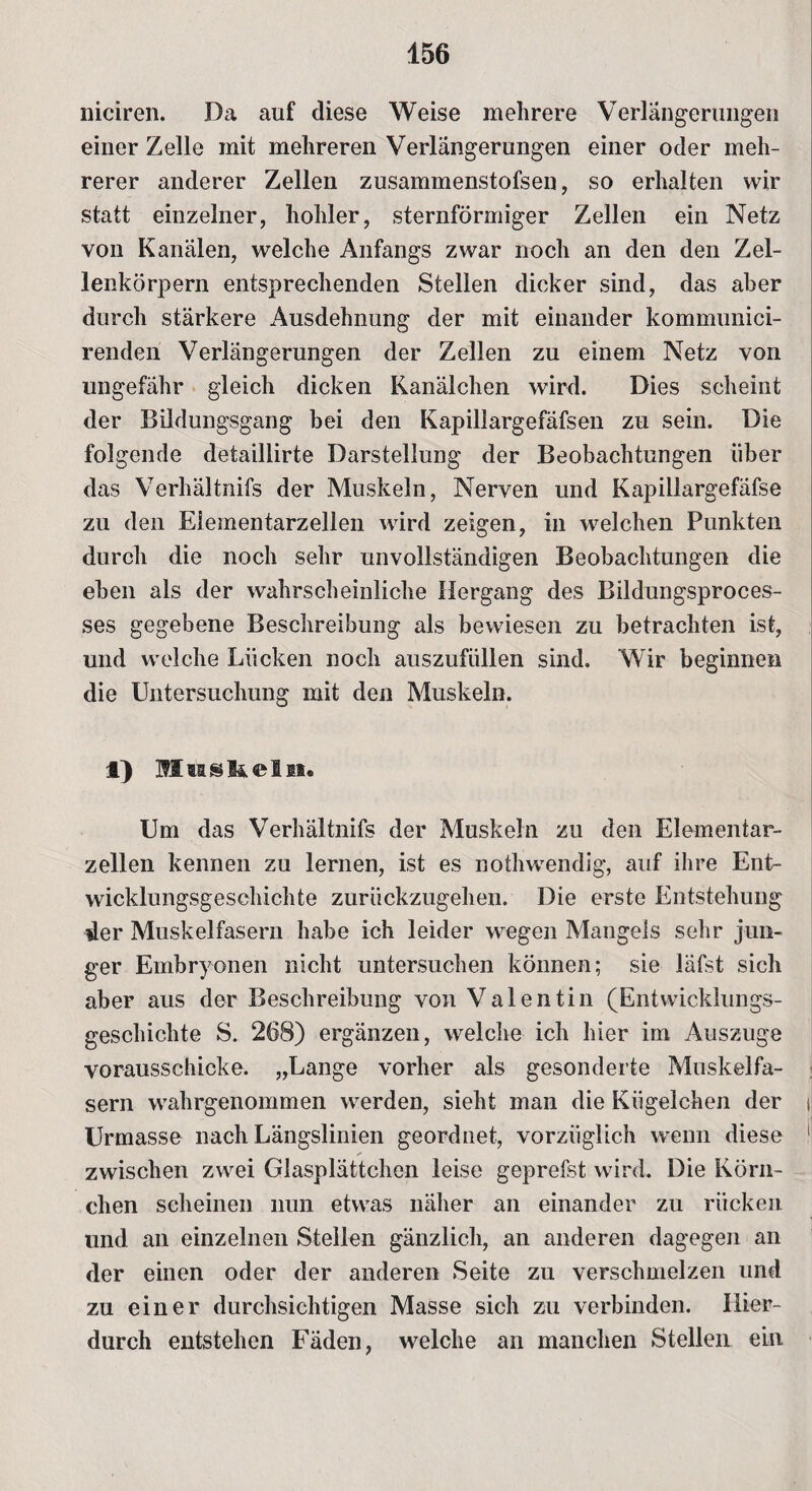niciren. Da auf diese Weise mehrere Verlängerungen einer Zelle mit mehreren Verlängerungen einer oder meh¬ rerer anderer Zellen zusammenstofsen, so erhalten wir statt einzelner, hohler, sternförmiger Zellen ein Netz von Kanälen, welche Anfangs zwar noch an den den Zel¬ lenkörpern entsprechenden Stellen dicker sind, das aber durch stärkere Ausdehnung der mit einander kommunici- renden Verlängerungen der Zellen zu einem Netz von ungefähr gleich dicken Kanälchen wird. Dies scheint der Bildungsgang bei den Kapillargefäfsen zu sein. Die folgende detailiirte Darstellung der Beobachtungen über das Verhältnifs der Muskeln, Nerven und Kapillargefäfse zu den Eiementarzellen wird zeigen, in welchen Punkten durch die noch sehr unvollständigen Beobachtungen die eben als der wahrscheinliche Hergang des Bildungsproces- ses gegebene Beschreibung als bewiesen zu betrachten ist, und welche Lücken noch auszufüllen sind. Wir beginnen die Untersuchung mit den Muskeln. *) üffluslielii« Um das Verhältnifs der Muskeln zu den Elementar¬ zellen kennen zu lernen, ist es nothwendig, auf ihre Ent¬ wicklungsgeschichte zurückzugehen. Die erste Entstehung der Muskelfasern habe ich leider wegen Mangels sehr jun¬ ger Embryonen nicht untersuchen können; sie läfst sich aber aus der Beschreibung von Valentin (Entwicklungs¬ geschichte S. 268) ergänzen, welche ich hier im Auszuge vorausschicke. „Lange vorher als gesonderte Muskelfa¬ sern wahrgenommen werden, sieht man die Kügelchen der i Urmasse nach Längslinien geordnet, vorzüglich wenn diese 1 zwischen zwei Glasplättchen leise geprefst wird. Die Körn¬ chen scheinen nun etwas näher an einander zu rücken und an einzelnen Stellen gänzlich, an anderen dagegen an der einen oder der anderen Seite zu verschmelzen und zu einer durchsichtigen Masse sich zu verbinden. Hier¬ durch entstehen Fäden, welche an manchen Stellen ein