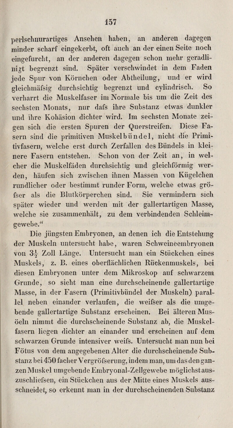 perlschnurartiges Ansehen haben, an anderen dagegen minder scharf eingekerbt, oft auch an der einen Seite noch eingefurcht, an der anderen dagegen schon mehr geradli¬ nig begrenzt sind. Später verschwindet in dem Faden jede Spur von Körnchen oder Abtheilung, und er wird gleichmäfsig durchsichtig begrenzt und cylindrisch. So verharrt die Muskelfaser im Normale bis um die Zeit des sechsten Monats, nur dafs ihre Substanz etwas dunkler und ihre Kohäsion dichter wird. Im sechsten Monate zei¬ gen sich die ersten Spuren der Querstreifen. Diese Fa¬ sern sind die primitiven Muskelbündel, nicht die Primi¬ tivfasern, welche erst durch Zerfallen des Bündels in klei¬ nere Fasern entstehen. Schon von der Zeit an, in wel¬ cher die Muskelfäden durchsichtig und gleichförmig wer¬ den, häufen sich zwischen ihnen Massen von Kügelchen rundlicher oder bestimmt runder Form, welche etwas grö- fser als die Blutkörperchen sind. Sie vermindern sich später wieder und werden mit der gallertartigen Masse, welche sie zusammenhält, zu dem verbindenden Schleim¬ gewebe.“ Die jüngsten Embryonen, an denen ich die Entstehung der Muskeln untersucht habe, waren Schweineembryonen von 3^ Zoll Länge. Untersucht man ein Stückchen eines Muskels, z. B. eines oberflächlichen Rückenmuskels, bei diesen Embryonen unter dem Mikroskop auf schwarzem Grunde, so sieht man eine durchscheinende gallertartige Masse, in der Fasern (Primitivbündel der Muskeln) paral¬ lel neben einander verlaufen, die weifser als die umge¬ bende gallertartige Substanz erscheinen. Bei älteren Mus- öeln nimmt die durchscheinende Substanz ab, die Muskel¬ fasern liegen dichter an einander und erscheinen auf dem schwarzen Grunde intensiver weifs. Untersucht man nun bei Fötus von dem angegebenen Alter die durchscheinende Sub¬ stanz bei 450 facher Vergröfserung, indem man, um das den gan¬ zen Muskel umgebende Embryonal-Zellgewebe möglichstaus- zuschliefsen, ein Stückchen aus der Mitte eines Muskels aus¬ schneidet, so erkennt man in der durchscheinenden Substanz