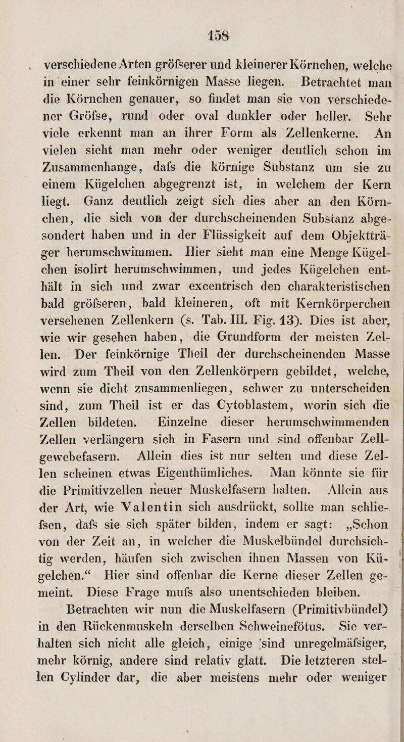verschiedene Arten gröfserer lind kleinerer Körnchen, welche in einer sehr feinkörnigen Masse liegen. Betrachtet man die Körnchen genauer, so findet man sie von verschiede¬ ner Gröfse, rund oder oval dunkler oder heller. Sehr viele erkennt man an ihrer Form als Zellenkerne. An vielen sieht man mehr oder weniger deutlich schon im Zusammenhänge, dafs die körnige Substanz um sie zu einem Kügelchen abgegrenzt ist, in welchem der Kern liegt. Ganz deutlich zeigt sich dies aber an den Körn¬ chen, die sich von der durchscheinenden Substanz abge¬ sondert haben und in der Flüssigkeit auf dem Objektträ¬ ger herumschwimmen. Hier sieht man eine Menge Kügel¬ chen isolirt herumschwimmen, und jedes Kügelchen ent¬ hält in sich und zwar excentrisch den charakteristischen bald gröfseren, bald kleineren, oft mit Kernkörperchen versehenen Zellenkern (s. Tab. III. Fig. 13). Dies ist aber, wie wir gesehen haben, die Grundform der meisten Zel¬ len. Der feinkörnige Theil der durchscheinenden Masse wird zum Theil von den Zellenkörpern gebildet, welche, wenn sie dicht zusammenliegen, schwer zu unterscheiden sind, zum Theil ist er das Cytoblastem, worin sich die Zellen bildeten. Einzelne dieser herumschwimmenden Zellen verlängern sich in Fasern und sind offenbar Zell¬ gewebefasern. Allein dies ist nur selten und diese Zel¬ len scheinen etwas Eigenthümliches. Man könnte sie für die Primitivzellen neuer Muskelfasern halten. Allein aus der Art, wie Valentin sich ausdrückt, sollte man schlie- fsen, dafs sie sich später bilden, indem er sagt: „Schon von der Zeit an, in welcher die Muskelbündel durchsich¬ tig werden, häufen sich zwischen ihnen Massen von Kü¬ gelchen.“ Hier sind offenbar die Kerne dieser Zellen ge¬ meint. Diese Frage mufs also unentschieden bleiben. Betrachten wir nun die Muskelfasern (Primitivbündel) in den Rückenmuskeln derselben Schweinefötus. Sie ver¬ halten sich nicht alle gleich, einige 'sind unregelmäfsiger, mehr körnig, andere sind relativ glatt. Die letzteren stel¬ len Cylinder dar, die aber meistens mehr oder weniger \
