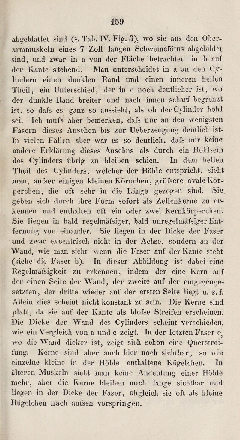 algeblattet sind (s. Tab. IV. Fig. 3), wo sie aus den Ober- armmuskeln eines 7 Zoll langen Schweinefötus abgebildet sind, und zwar in a von der Fläche betrachtet in b auf der Kante stehend. Man unterscheidet in a an den Cy- lindern einen dunklen Rand und einen inneren hellen Theil, ein Unterschied, der in c noch deutlicher ist, wo der dunkle Rand breiter und nach innen scharf begrenzt ist, so dafs es ganz so aussieht, als ob derCylinder hohl sei. Ich mufs aber bemerken, dafs nur an den wenigsten Fasern dieses Ansehen bis zur Ueberzeugung deutlich ist* In vielen Fällen aber war es so deutlich, dafs mir keine andere Erklärung dieses Anselms als durch ein Hohlsein des Cylinders übrig zu bleiben schien. In dem hellen Theil des Cylinders, welcher der Höhle entspricht, sieht man, aufser einigen kleinen Körnchen, gröfsere ovale Kör¬ perchen, die oft sehr in die Länge gezogen sind. Sie geben sich durch ihre Form sofort als Zellenkerne zu er¬ kennen und enthalten oft ein oder zwei Kernkörperchen. Sie liegen in bald regelmäfsiger, bald unregelmäfsiger Ent¬ fernung von einander. Sie liegen in der Dicke der Faser und zwar excentrisch nicht in der Achse, sondern an der Wand, wie man sieht wenn die Faser auf der Kante steht (siehe die Faser b). In dieser Abbildung ist dabei eine Regelmäfsigkeit zu erkennen, indem der eine Kern auf der einen Seite der Wand, der zweite auf der entgegenge¬ setzten , der dritte wieder auf der ersten Seite liegt u. s. f. Allein dies scheint nicht konstant zu sein. Die Kerne sind platt, da sie auf der Kante als blofse Streifen erscheinen. Die Dicke der Wand des Cylinders scheint verschieden, wie ein Vergleich von a und c zeigt. In der letzten Faser c wo die Wand dicker ist, zeigt sich schon eine Querstrei¬ fung. Kerne sind aber auch hier noch sichtbar, so wie einzelne kleine in der Höhle enthaltene Kügelchen. In älteren Muskeln sieht man keine Andeutung einer Höhle mehr, aber die Kerne bleiben noch lange sichtbar und liegen in der Dicke der Faser, obgleich sie oft als kleine Hiigelchen nach aufsen vorspringen.