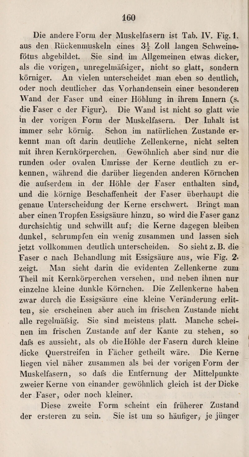 Die andere Form der Muskelfasern ist Tab. IV. Fig. 1. aus den Rückenmuskeln eines 3^ Zoll langen Schweine- fötus abgebildet. Sie sind im Allgemeinen etwas dicker, als die vorigen, unregelmäfsiger, nicht so glatt, sondern körniger. An vielen unterscheidet man eben so deutlich, oder noch deutlicher das Vorhandensein einer besonderen Wand der Faser und einer Höhlung in ihrem Innern (s. die Faser c der Figur). Die Wand ist nicht so glatt wie in der vorigen Form der Muskelfasern. Der Inhalt ist immer sehr körnig. Schon im natürlichen Zustande er¬ kennt man oft darin deutliche Zellenkerne, nicht selten mit ihren Kernkörperchen. Gewöhnlich aber sind nur die runden oder ovalen Umrisse der Kerne deutlich zu er¬ kennen, während die darüber liegenden anderen Körnchen die aufserdem in der Höhle der Faser enthalten sind, und die körnige Beschaffenheit der Faser überhaupt die genaue Unterscheidung der Kerne erschwert. Bringt man aber einen Tropfen Essigsäure hinzu, so wird die Faser ganz durchsichtig und schwillt auf; die Kerne dagegen bleiben dunkel, schrumpfen ein wenig zusammen und lassen sich jetzt vollkommen deutlich unterscheiden. So sieht z. B. die Faser c nach Behandlung mit Essigsäure aus, wie Fig. 2* zeigt. Man sieht darin die evidenten Zellenkerne zum Theil mit Kernkörperchen versehen, und neben ihnen nur einzelne kleine dunkle Körnchen. Die Zellenkerne haben zwar durch die Essigsäure eine kleine Veränderung erlit¬ ten, sie erscheinen aber auch im frischen Zustande nicht alle regelmäfsig. Sie sind meistens platt. Manche schei¬ nen im frischen Zustande auf der Kante zu stehen, so dafs es aussieht, als ob die Höhle der Fasern durch kleine dicke Querstreifen in Fächer getheilt wäre. Die Kerne liegen viel näher zusammen als bei der vorigen Form der Muskelfasern, so dafs die Entfernung der Mittelpunkte zweier Kerne von einander gewöhnlich gleich ist der Dicke der Faser, oder noch kleiner. Diese zweite Form scheint ein früherer Zustand der ersteren zu sein. Sie ist um so häufiger, je jünger