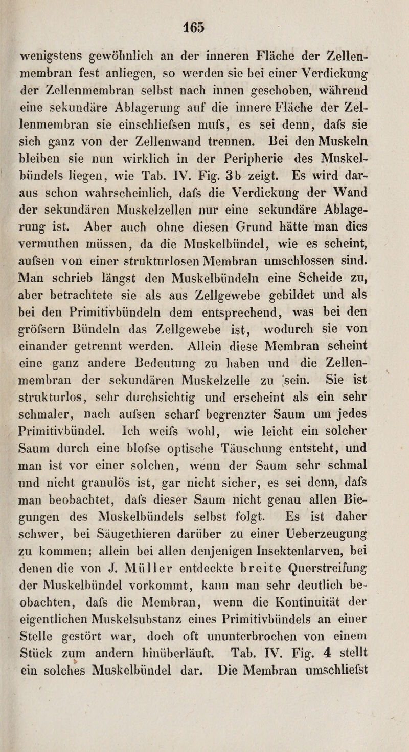wenigstens gewöhnlich an der inneren Fläche der Zellen¬ membran fest anliegen, so werden sie bei einer Verdickung der Zellenmembran selbst nach innen geschoben, während eine sekundäre Ablagerung auf die innere Fläche der Zel¬ lenmembran sie einschliefsen mufs, es sei denn, dafs sie sich ganz von der Zellenwand trennen. Bei den Muskeln bleiben sie nun wirklich in der Peripherie des Muskel¬ bündels liegen, wie Tab. IV. Fig. 3b zeigt. Es wird dar¬ aus schon wahrscheinlich, dafs die Verdickung der Wand der sekundären Muskelzellen nur eine sekundäre Ablage¬ rung ist. Aber auch ohne diesen Grund hätte man dies vermuthen müssen, da die Muskelbündel, wie es scheint, aufsen von einer strukturlosen Membran umschlossen sind. Man schrieb längst den Muskelbündeln eine Scheide zu, aber betrachtete sie als aus Zellgewebe gebildet und als bei den Primitivbündeln dem entsprechend, was bei den gröfsern Bündeln das Zellgewebe ist, wodurch sie von einander getrennt werden. Allein diese Membran scheint eine ganz andere Bedeutung zu haben und die Zellen¬ membran der sekundären Muskelzelle zu ‘sein. Sie ist strukturlos, sehr durchsichtig und erscheint als ein sehr schmaler, nach aufsen scharf begrenzter Saum um jedes Primitivbündel. Ich weifs wohl, wie leicht ein solcher Saum durch eine blofse optische Täuschung entsteht, und man ist vor einer solchen, wenn der Saum sehr schmal und nicht granulös ist, gar nicht sicher, es sei denn, dafs man beobachtet, dafs dieser Saum nicht genau allen Bie¬ gungen des Muskelbündels selbst folgt. Es ist daher schwer, bei Säugethieren darüber zu einer Ueberzeugung zu kommen; allein bei allen denjenigen Insektenlarven, bei denen die von J. Müller entdeckte breite Querstreifung der Muskelbündel vorkommt, kann man sehr deutlich be¬ obachten, dafs die Membran, wenn die Kontinuität der eigentlichen Muskelsubstanz eines Primitivbündels an einer Stelle gestört war, doch oft ununterbrochen von einem Stück zum andern hinüberläuft. Tab. IV. Fig. 4 stellt ein solches Muskelbündel dar. Die Membran umschliefst