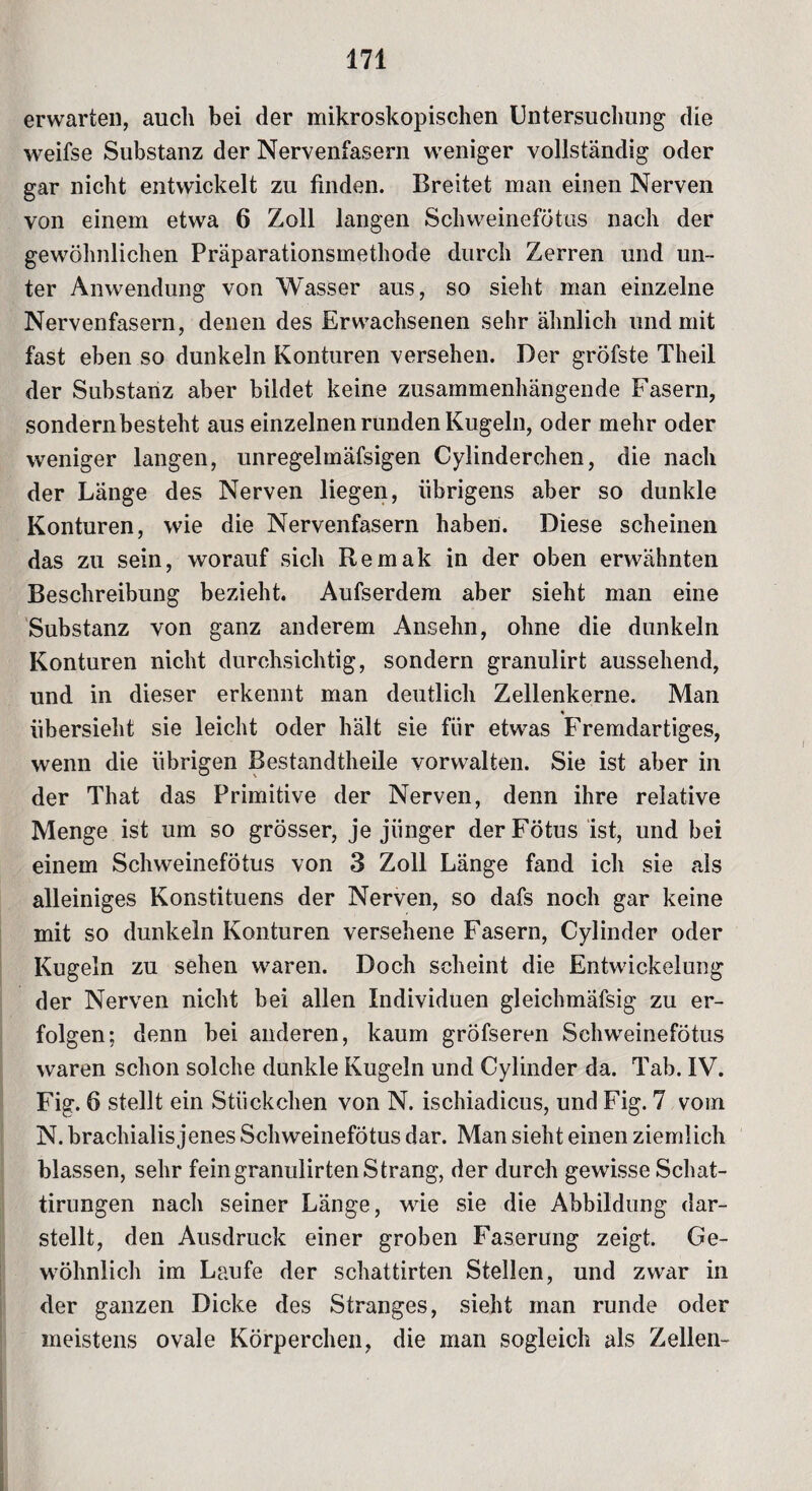 erwarten, auch bei der mikroskopischen Untersuchung die weifse Substanz der Nervenfasern weniger vollständig oder gar nicht entwickelt zu linden. Breitet man einen Nerven von einem etwa 6 Zoll langen Schweinefötus nach der gewöhnlichen Präparationsmethode durch Zerren und un¬ ter Anwendung von Wasser aus, so sieht man einzelne Nervenfasern, denen des Erwachsenen sehr ähnlich und mit fast eben so dunkeln Konturen versehen. Der gröfste Theil der Substanz aber bildet keine zusammenhängende Fasern, sondernbesteht aus einzelnen runden Kugeln, oder mehr oder weniger langen, unregelmäfsigen Cylinderchen, die nach der Länge des Nerven liegen, übrigens aber so dunkle Konturen, wie die Nervenfasern haben. Diese scheinen das zu sein, worauf sich Remak in der oben erwähnten Beschreibung bezieht. Aufserdem aber sieht man eine Substanz von ganz anderem Ansehn, ohne die dunkeln Konturen nicht durchsichtig, sondern granulirt aussehend, und in dieser erkennt man deutlich Zellenkerne. Man * übersieht sie leicht oder hält sie fiir etwas Fremdartiges, wenn die übrigen Bestandteile vorwalten. Sie ist aber in der That das Primitive der Nerven, denn ihre relative Menge ist um so grösser, je jünger der Fötus ist, und bei einem Schweinefötus von 3 Zoll Länge fand ich sie als alleiniges Konstituens der Nerven, so dafs noch gar keine mit so dunkeln Konturen versehene Fasern, Cylinder oder Kugeln zu sehen waren. Doch scheint die Entwickelung der Nerven nicht bei allen Individuen gleichmäfsig zu er¬ folgen; denn bei anderen, kaum gröfseren Schweinefötus waren schon solche dunkle Kugeln und Cylinder da. Tab. IV. Fig. 6 stellt ein Stückchen von N. ischiadicus, und Fig. 7 vom N. brachialis jenes Schweinefötus dar. Man sieht einen ziemlich blassen, sehr feingranulirten Strang, der durch gewisse Schat- tirungen nach seiner Länge, wie sie die Abbildung dar¬ stellt, den Ausdruck einer groben Faserung zeigt. Ge¬ wöhnlich im Laufe der schattirten Stellen, und zwar in der ganzen Dicke des Stranges, sieht man runde oder meistens ovale Körperchen, die man sogleich als Zellen-