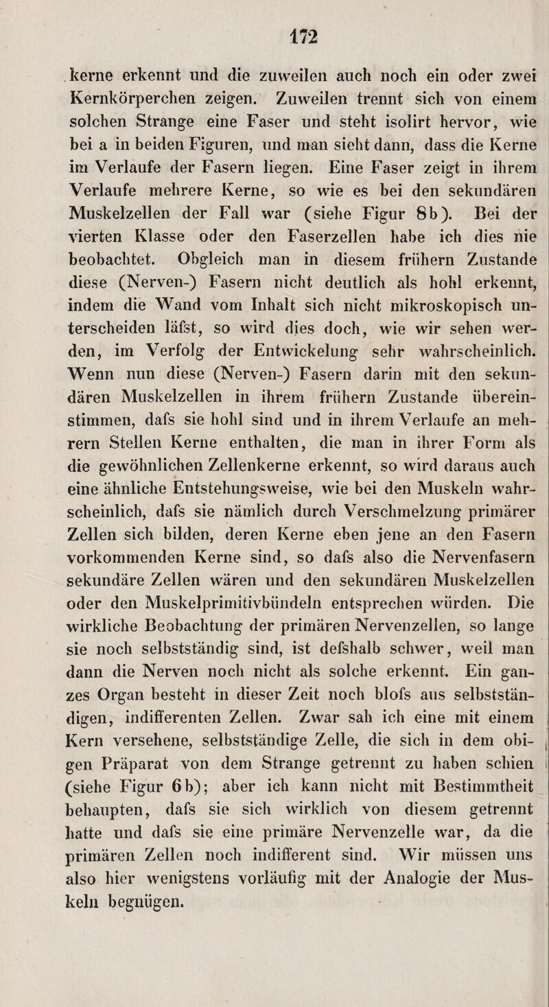 kerne erkennt und die zuweilen auch noch ein oder zwei Kernkörperchen zeigen. Zuweilen trennt sich von einem solchen Strange eine Faser und steht isolirt hervor, wie bei a in beiden Figuren, und man sieht dann, dass die Kerne im Verlaufe der Fasern liegen. Eine Faser zeigt in ihrem Verlaufe mehrere Kerne, so wie es bei den sekundären Muskelzellen der Fall war (siehe Figur 8b). Bei der vierten Klasse oder den Faserzellen habe ich dies nie beobachtet. Obgleich man in diesem frühem Zustande diese (Nerven-) Fasern nicht deutlich als hohl erkennt, indem die Wand vom Inhalt sich nicht mikroskopisch un¬ terscheiden läfst, so wird dies doch, wie wir sehen wer¬ den, im Verfolg der Entwickelung sehr wahrscheinlich. Wenn nun diese (Nerven-) Fasern darin mit den sekun¬ dären Muskelzellen in ihrem frühem Zustande überein- stimmen, dafs sie hohl sind und in ihrem Verlaufe an rneli- rern Stellen Kerne enthalten, die man in ihrer Form als die gewöhnlichen Zellenkerne erkennt, so wird daraus auch eine ähnliche Entstehungsweise, wie bei den Muskeln wahr¬ scheinlich, dafs sie nämlich durch Verschmelzung primärer Zellen sich bilden, deren Kerne eben jene an den Fasern vorkommenden Kerne sind, so dafs also die Nervenfasern sekundäre Zellen wären und den sekundären Muskelzellen oder den Muskelprimitivbündeln entsprechen würden. Die wirkliche Beobachtung der primären Nervenzellen, so lange sie noch selbstständig sind, ist defshalb schwer, weil man dann die Nerven noch nicht als solche erkennt. Ein gan¬ zes Organ besteht in dieser Zeit noch blofs aus selbststän¬ digen, indifferenten Zellen. Zwar sah ich eine mit einem Kern versehene, selbstständige Zelle, die sich in dem obi- , gen Präparat von dem Strange getrennt zu haben schien t (siehe Figur 6 b); aber ich kann nicht mit Bestimmtheit behaupten, dafs sie sich wirklich von diesem getrennt hatte und dafs sie eine primäre Nervenzelle war, da die primären Zellen noch indifferent sind. Wir müssen uns also hier wenigstens vorläufig mit der Analogie der Mus¬ keln begnügen.