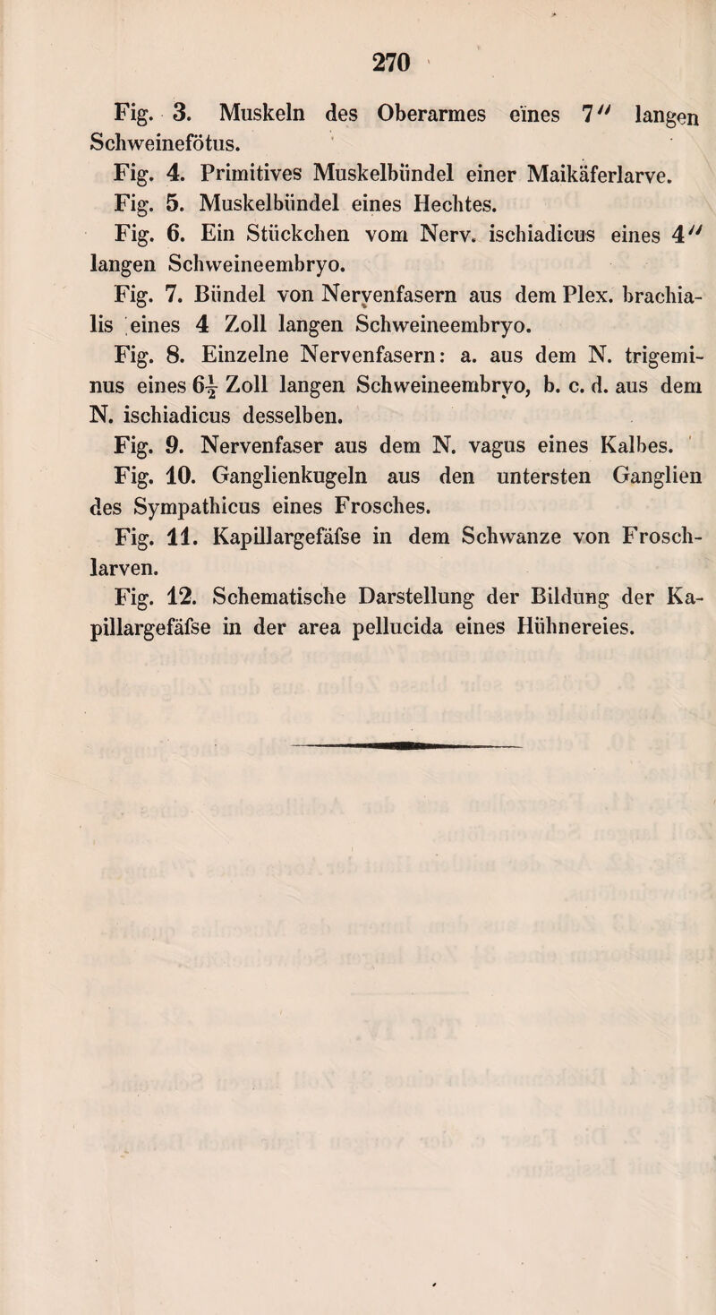 Fig. 3. Muskeln des Oberarmes eines 7 langen Schweinefötus. Fig. 4. Primitives Muskelbiindel einer Maikäferlarve. Fig. 5. Muskelbiindel eines Hechtes. Fig. 6. Ein Stückchen vom Nerv, ischiadicus eines 4yy langen Schweineembryo. Fig. 7. Bündel von Nervenfasern aus dem Plex. brachia- lis eines 4 Zoll langen Schweineembryo. Fig. 8. Einzelne Nervenfasern: a. aus dem N. trigemi- nus eines 6^ Zoll langen Schweineembryo, b. c. d. aus dem N. ischiadicus desselben. Fig. 9. Nervenfaser aus dem N. vagus eines Kalbes. Fig. 10. Ganglienkugeln aus den untersten Ganglien des Sympathicus eines Frosches. Fig. 11. Kapillargefäfse in dem Schwänze von Frosch¬ larven. Fig. 12. Schematische Darstellung der Bildung der Ka¬ pillargefäfse in der area pellucida eines Hühnereies.