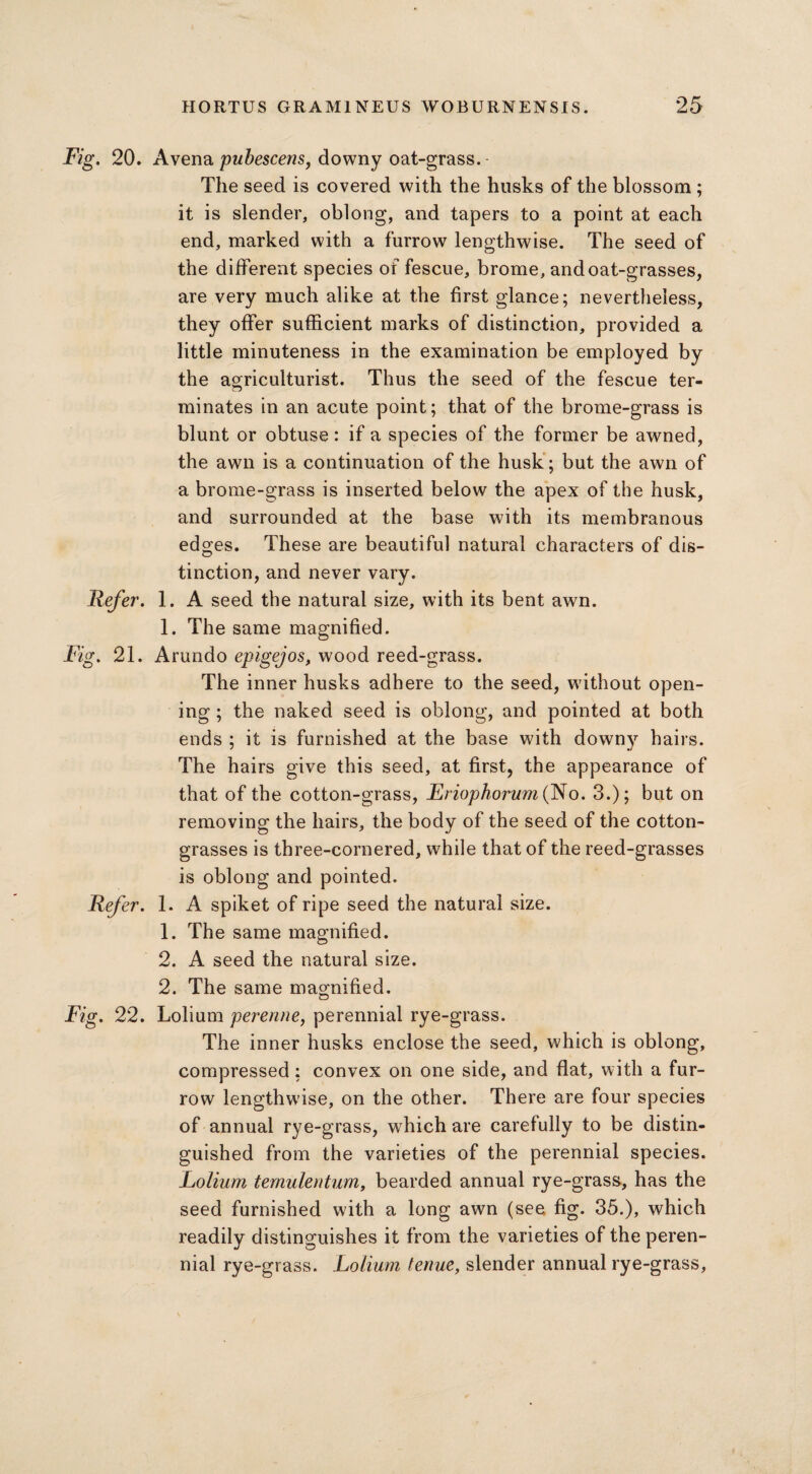 Fig. 20. A vena pubescens, downy oat-grass. • The seed is covered with the husks of the blossom ; it is slender, oblong, and tapers to a point at each end, marked with a furrow lengthwise. The seed of the different species of fescue, brome, and oat-grasses, are very much alike at the first glance; nevertheless, they offer sufficient marks of distinction, provided a little minuteness in the examination be employed by the agriculturist. Thus the seed of the fescue ter¬ minates in an acute point; that of the brome-grass is blunt or obtuse: if a species of the former be awned, the awn is a continuation of the husk ; but the awn of a brome-grass is inserted below the apex of the husk, and surrounded at the base with its membranous edges. These are beautiful natural characters of dis¬ tinction, and never vary. Refer. 1. A seed the natural size, with its bent awn. 1. The same magnified. Fig. 21. Arundo epigejos, wood reed-grass. The inner husks adhere to the seed, without open¬ ing ; the naked seed is oblong, and pointed at both ends ; it is furnished at the base with downy hairs. • %» The hairs give this seed, at first, the appearance of that of the cotton-grass, Lriophorum (No. 3.); but on removing the hairs, the body of the seed of the cotton- grasses is three-cornered, while that of the reed-grasses is oblong and pointed. Refer. 1. A spiket of ripe seed the natural size. 1. The same magnified. 2. A seed the natural size. 2. The same magnified. Fig. 22. Lolium perenne, perennial rye-grass. The inner husks enclose the seed, which is oblong, compressed: convex on one side, and flat, with a fur¬ row lengthwise, on the other. There are four species of annual rye-grass, which are carefully to be distin¬ guished from the varieties of the perennial species. Lolium temulentum, bearded annual rye-grass, has the seed furnished with a long awn (see fig. 35.), which readily distinguishes it from the varieties of the peren¬ nial rye-grass. Lolium tenue, slender annual rye-grass,