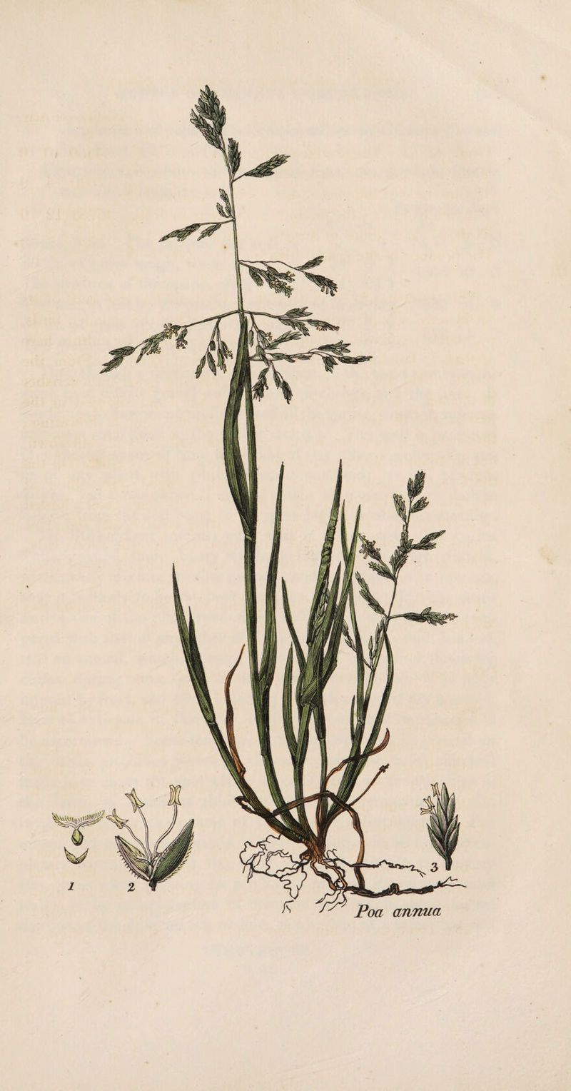 Poa annua