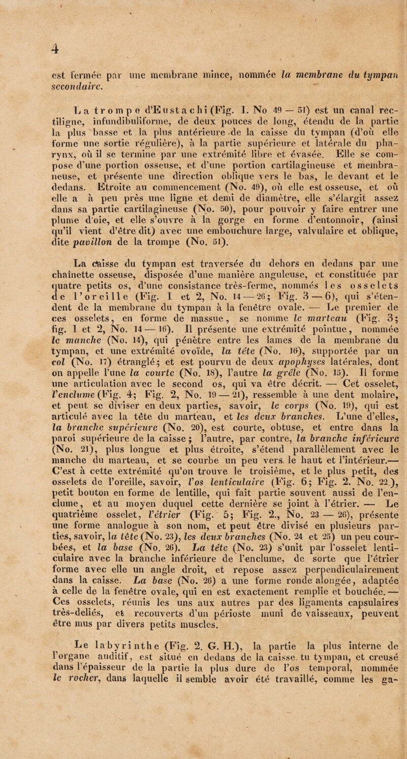 est fermée par une membrane mince, nommée la membrane du tympan secondaire. Tj a trompe d’Eu st a c hi (Fig. 1. No 49 — 51) est un canal rec¬ tiligne, infundibuliforme, de deux pouces de long, étendu de la partie la plus basse et la plus antérieure de la caisse du tympan (d’où elle forme une sortie régulière), à la partie supérieure et latérale du pha¬ rynx, où il se termine par une extrémité libre et évasée. Elle se com¬ pose d’une portion osseuse, et d’une portion cartilagineuse et membra¬ neuse, et présente une direction oblique vers le bas, le devant et le dedans. Etroite au commencement (No. 49), où elle est osseuse, et où elle a à peu près une ligne et demi de diamètre, elle s’élargit assez dans sa partie cartilagineuse (No. 50), pour pouvoir y faire entrer une plume d’oie, et elle s’ouvre à la gorge en forme d’entonnoir, (ainsi qu’il vient d’être dit) avec une embouchure large, valvulaire et oblique, dite pavillon de la trompe (No. 51). La tfaisse du tympan est traversée du dehors en dedans par une chaînette osseuse, disposée d’une manière anguleuse, et constituée par quatre petits os, d’une consistance très-ferme, nommés les osselets de l’oreille (Fig. 1 et 2, No. 14 — 20; Fig. 3 — 6), qui s’éten¬ dent de la membrane du tympan à la fenêtre ovale. — Le premier de ces osselets, en forme de massue, se nomme le marteau (Fig. 3; fïg. 1 et 2, No. 14 — 16). Il présente une extrémité pointue, nommée le manche (No. 14), qui pénètre entre les lames de la membrane du tympan, et une extrémité ovoïde, la tête (No. 16), supportée par un col (No. 17) étranglé; et est pourvu de deux apophyses latérales, dont on appelle l’une la courte (No. 18), l’autre la grêle (No. 15). Il forme une articulation avec le second os, qui va être décrit. — Cet osselet, Venclume (Fig. 4; Fig. 2, No. 19 — 21), ressemble à une dent molaire, et peut se diviser en deux parties, savoir, le corps (No. 19), qui est articulé avec la tête du marteau, et les deux branches. L’une d’elles, la branche supérieure (No. 20), est courte, obtuse, et entre dans la paroi supérieure delà caisse; l’autre, par contre, la branche inférieure (No. 21), plus longue et plus étroite, s’étend parallèlement avec le manche du marteau, et se courbe un peu vers, le haut et l’intérieur.— C’est à cette extrémité qu’on trouve le troisième, et le plus petit, des osselets de l’oreille, savoir, Vos lenticulaire (Fig. 6; Fig. 2. No. 22 ), petit bouton en forme de lentille, qui fait partie souvent aussi de l’en¬ clume, et au moyen duquel cette dernière se joint à l’étrier. — Le quatrième osselet, Vétrier (Fig. 5; Fig. 2., No. 23 — 26), présente une forme analogue à son nom, et peut être divisé en plusieurs par¬ ties, savoir, \a tête (No. 23), les deux branches (No. 24 et 25) un peu cour¬ bées, et la base (No. 26). La tête (No. 23) s’unit par l’osselet lenti¬ culaire avec la branche inférieure de l’enclume, de sorte que l’étrier forme avec elle un angle droit, et repose assez perpendiculairement dans la caisse. La base (No. 26) a une forme ronde alongée, adaptée à celle de la fenêtre ovale, qui en est exactement remplie et bouchée.— Ces osselets, réunis les uns aux autres par des ligaments capsulaires très-deliés, et recouverts d’un périoste muni de vaisseaux, peuvent être mus par divers petits muscles. Le labyrinthe (Fig. 2. G. H.), la partie la plus interne de l’organe auditif, est situé en dedans de la caisse tu tympan, et creusé dans l’épaisseur de la partie la plus dure de l’os temporal, nommée le rocher, dans laquelle il semble avoir été travaillé, comme les ga-