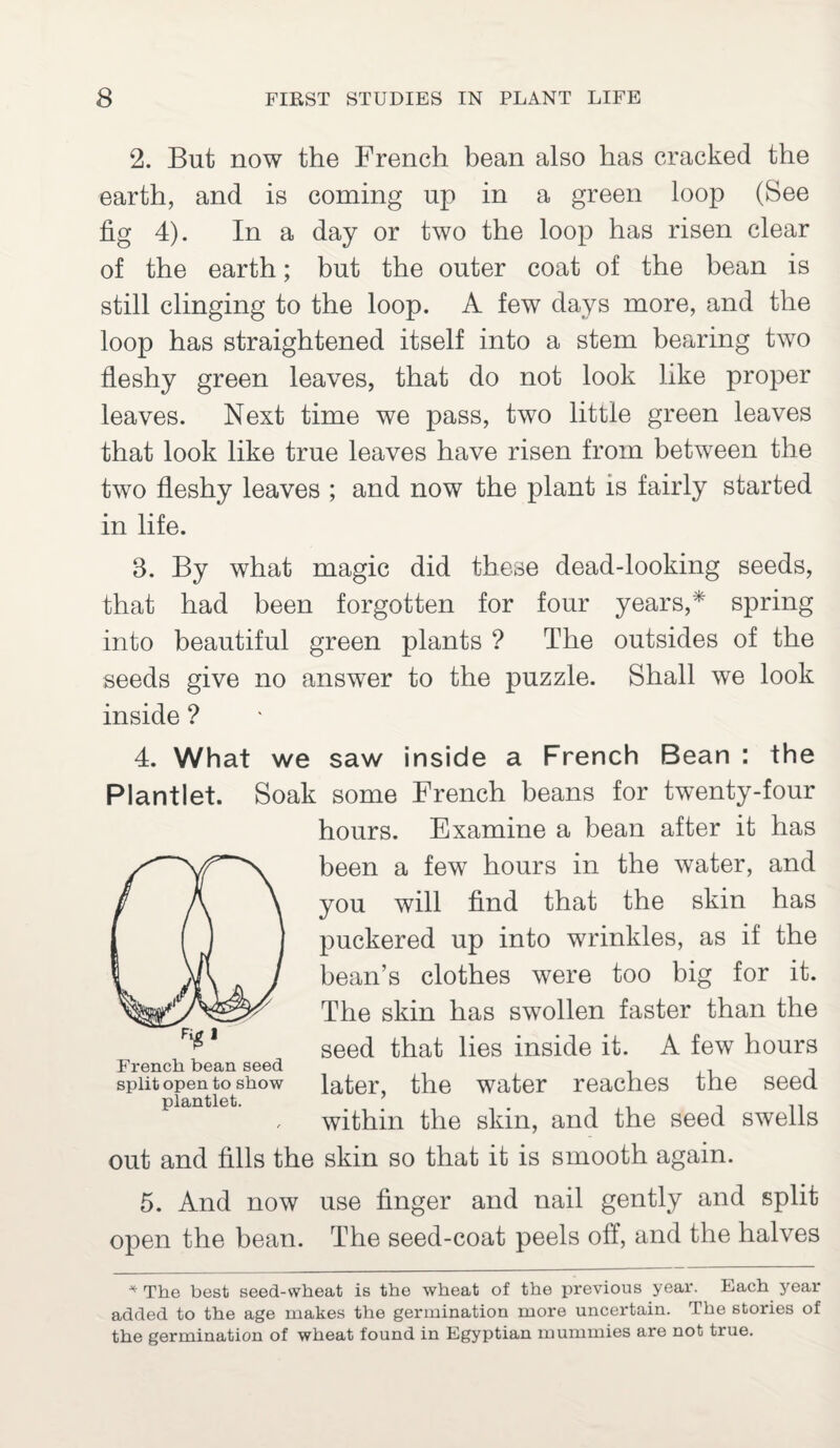 2. But now the French bean also has cracked the earth, and is coming up in a green loop (See fig 4). In a day or two the loop has risen clear of the earth; but the outer coat of the bean is still clinging to the loop. A few days more, and the loop has straightened itself into a stem bearing two fleshy green leaves, that do not look like proper leaves. Next time we pass, two little green leaves that look like true leaves have risen from between the two fleshy leaves ; and now the plant is fairly started in life. 3. By what magic did these dead-looking seeds, that had been forgotten for four years,* spring into beautiful green plants ? The outsides of the seeds give no answer to the puzzle. Shall we look inside ? 4. What we saw inside a French Bean : the Plantlet. Soak some French beans for twenty-four hours. Examine a bean after it has been a few hours in the water, and you will find that the skin has puckered up into wrinkles, as if the bean’s clothes were too big for it. The skin has swollen faster than the seed that lies inside it. A few hours later, the water reaches the seed within the skin, and the seed swells out and fills the skin so that it is smooth again. 5. And now use finger and nail gently and split open the bean. The seed-coat peels off, and the halves French bean seed split open to show plantlet. * The best seed-wheat is the wheat of the previous year. Each year added to the age makes the germination more uncertain. The stories of the germination of wheat found in Egyptian mummies are not true.