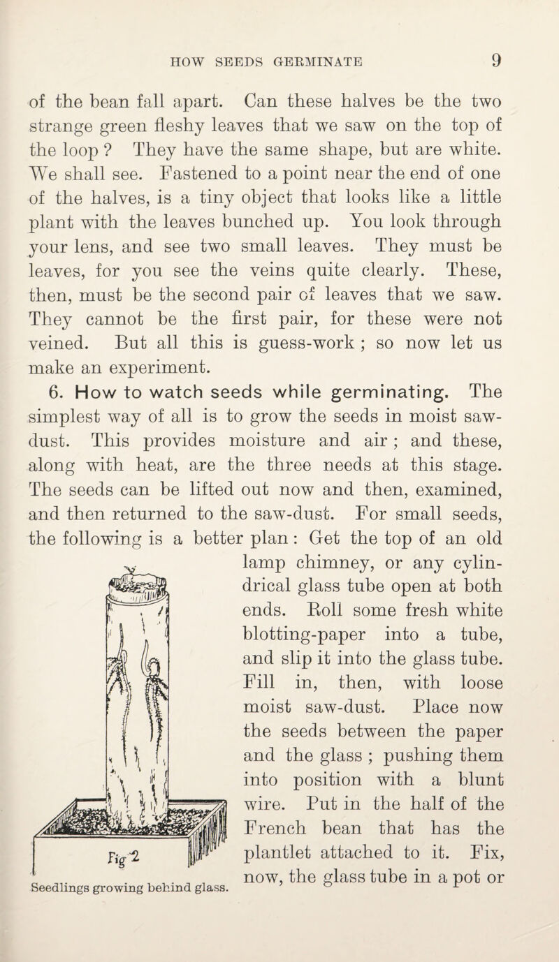 of the bean fall apart. Can these halves be the two strange green fleshy leaves that we saw on the top of the loop ? They have the same shape, but are white. We shall see. Fastened to a point near the end of one of the halves, is a tiny object that looks like a little plant with the leaves bunched np. Yon look through your lens, and see two small leaves. They must be leaves, for you see the veins quite clearly. These, then, must be the second pair of leaves that we saw. They cannot be the first pair, for these were not veined. But all this is guess-work ; so now let us make an experiment. 6. How to watch seeds while germinating. The simplest way of all is to grow the seeds in moist saw¬ dust. This provides moisture and air; and these, along with heat, are the three needs at this stage. The seeds can be lifted out now and then, examined, and then returned to the saw-dust. For small seeds, the following is a better plan : Get the top of an old lamp chimney, or any cylin¬ drical glass tube open at both ends. Boll some fresh white blotting-paper into a tube, and slip it into the glass tube. Fill in, then, with loose moist saw-dust. Place now the seeds between the paper and the glass ; pushing them into position with a blunt wire. Put in the half of the French bean that has the plantlet attached to it. Fix, now, the glass tube in a pot or Seedlings growing behind glass.
