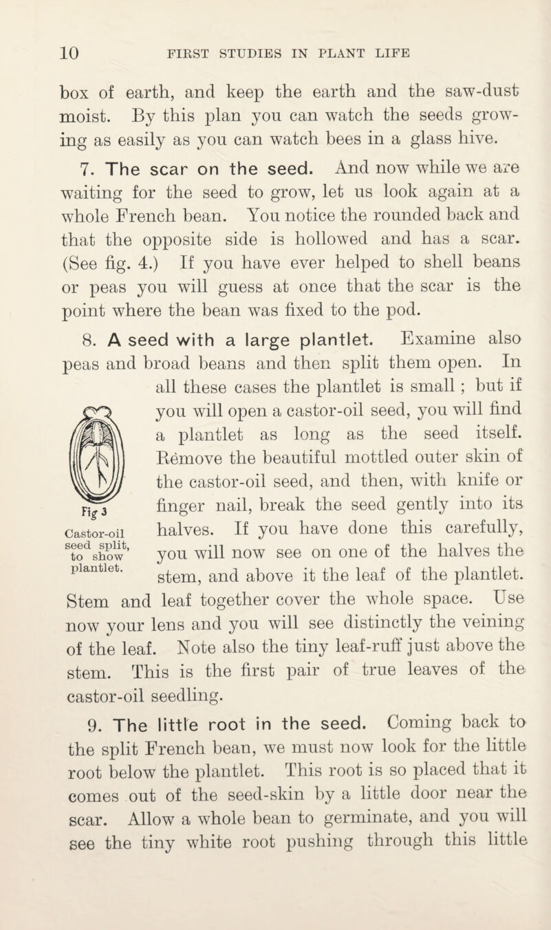 box of earth, and keep the earth and the saw-dust moist. By this plan you can watch the seeds grow¬ ing as easily as you can watch bees in a glass hive. 7. The scar on the seed. And now while we are waiting for the seed to grow, let us look again at a whole French bean. You notice the rounded back and that the opposite side is hollowed and has a scar. (See tig. 4.) If you have ever helped to shell beans or peas you will guess at once that the scar is the point where the bean was fixed to the pod. 8. A seed with a large plantlet. Examine also peas and broad beans and then split them open. In all these cases the plantlet is small; but if you will open a castor-oil seed, you will find a plantlet as long as the seed itself. Remove the beautiful mottled outer skin of the castor-oil seed, and then, with knife or finger nail, break the seed gently into its halves. If you have done this carefully, steoedshPow’ you will now see on one of the halves the piantiet. g^enij and above it the leaf of the plantlet. Stem and leaf together cover the whole space. Use now your lens and you will see distinctly the veining of the leaf. Note also the tiny leaf-ruff just above the stem. This is the first pair of true leaves of the castor-oil seedling. 9. The little root in the seed. Coming back to the split French bean, we must now look for the little root below the plantlet. This root is so placed that it comes out of the seed-skin by a little door near the scar. Allow a whole bean to germinate, and you will see the tiny white root pushing through this little