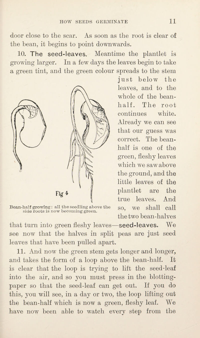 door close to the scar. As soon as the root is clear of the bean, it begins to point downwards. 10. The seed-leaves. Meantime the plantlet is growing larger. In a few days the leaves begin to take a green tint, and the green colour spreads to the stem just below the leaves, and to the whole of the bean- half. The root continues white. Already we can see that our guess was correct. The bean- half is one of the green, fleshy leaves which we saw above the ground, and the little leaves of the plantlet are the true leaves. And Bean-half growing: all the seedling above the go ^yg shall Call side roots is now becoming green. the two bean-halves that turn into green fleshy leaves—seed-leaves. We see now that the halves in split peas are just seed leaves that have been pulled apart. 11. And now the green stem gets longer and longer, and takes the form of a loop above the bean-half. It is clear that the loop is trying to lift the seed-leaf into the air, and so you must press in the blotting- paper so that the seed-leaf can get out. If you do this, you will see, in a day or two, the loop lifting out the bean-half which is now a green, fleshy leaf. We have now been able to watch every step from the