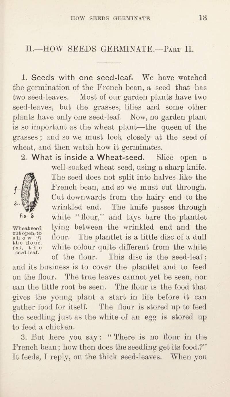 II.—HOW SEEDS GERMINATE.—Part II. 1. Seeds with one seed-leaf. We have watched the germination of the French bean, a seed that has two seed-leaves. Most of our garden plants have two seed-leaves, but the grasses, lilies and some other plants have only one seed-leaf. Now, no garden plant is so important as the wheat plant—the queen of the grasses ; and so we must look closely at the seed of wheat, and then watch how it germinates. 2. What is inside a Wheat-seed. Slice open a well-soaked wheat seed, using a sharp knife. The seed does not split into halves like the French bean, and so we must cut through. Cut downwards from the hairy end to the wrinkled end. The knife passes through white “ flour,” and lays bare the plantlet lying between the wrinkled end and the flour. The plantlet is a little disc of a dull white colour quite different from the white of the flour. This disc is the seed-leaf; and its business is to cover the plantlet and to feed on the flour. The true leaves cannot yet be seen, nor can the little root be seen. The flour is the food that gives the young plant a start in life before it can gather food for itself. The flour is stored up to feed the seedling just as the white of an egg is stored up to feed a chicken. 3. But here you say: “ There is no flour in the French bean; how then does the seedling get its food.?” It feeds, I reply, on the thick seed-leaves. When you Wheat seed cut open, to show (f) the flour, (s), the seed-leaf.