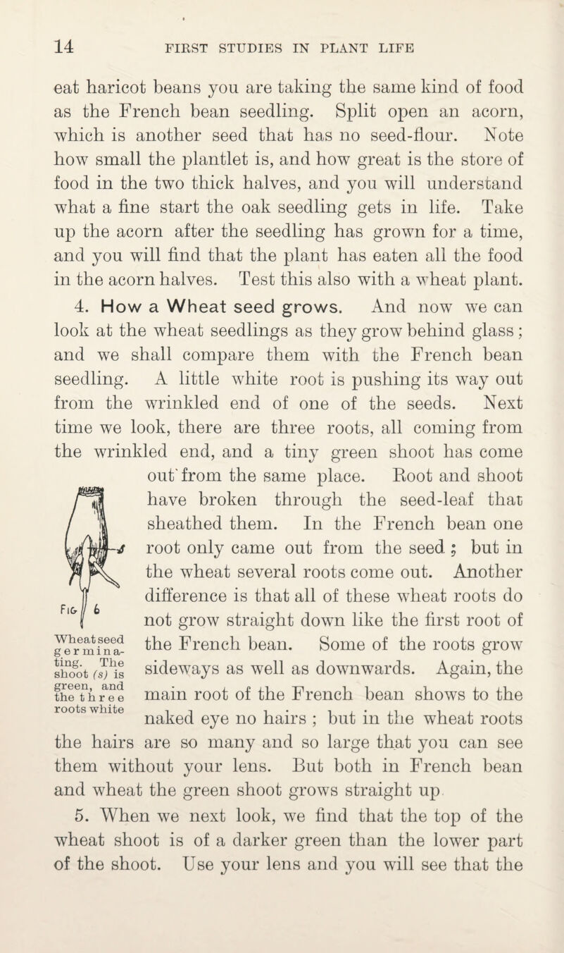 eat haricot beans you are taking the same kind of food as the French bean seedling. Split open an acorn, which is another seed that has no seed-flour. Note how small the plantlet is, and how great is the store of food in the two thick halves, and you will understand what a fine start the oak seedling gets in life. Take up the acorn after the seedling has grown for a time, and you will find that the plant has eaten all the food in the acorn halves. Test this also with a wheat plant. 4. How a Wheat seed grows. And now we can look at the wheat seedlings as they grow behind glass; and we shall compare them with the French bean seedling. A little white root is pushing its way out from the wrinkled end of one of the seeds. Next time we look, there are three roots, all coming from the wrinkled end, and a tiny green shoot has come out'from the same place. Root and shoot have broken through the seed-leaf that sheathed them. In the French bean one root only came out from the seed ; but in the wheat several roots come out. Another difference is that all of these wheat roots do not grow straight down like the first root of the French bean. Some of the roots grow sideways as well as downwards. Again, the main root of the French bean shows to the naked eye no hairs ; but in the wheat roots the hairs are so many and so large that you can see them without your lens. But both in French bean and wheat the green shoot grows straight up 5. When we next look, we find that the top of the wheat shoot is of a darker green than the lower part of the shoot. Use your lens and you will see that the Wheat seed germina¬ ting. The shoot (s) is green, and the three roots white
