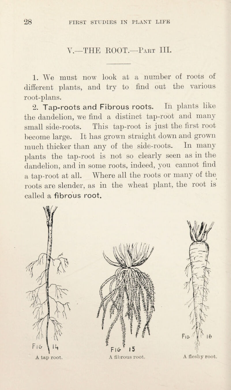 V.—THE ROOT.—Part III. 1. We must now look at a number of roots of different plants, and try to find out the various root-plans. 2. Tap-roots and Fibrous roots. In plants like the dandelion, we find a distinct tap-root and many small side-roots. This tap-root is just the first root become large. It has grown straight down and grown much thicker than any of the side-roots. In many plants the tap-root is not so clearly seen as in the dandelion, and in some roots, indeed, you cannot find a tap-root at all. Where all the roots or many of the roots are slender, as in the wheat plant, the root is called a fibrous root.