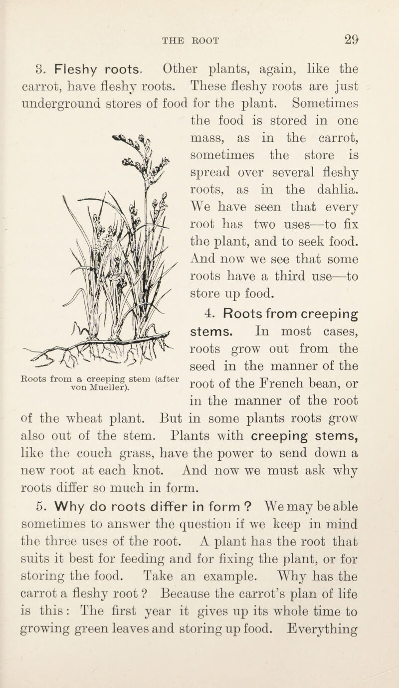 8. Fleshy roots. Other plants, again, like the carrot, have fleshy roots. These fleshy roots are just underground stores of food for the plant. Sometimes the food is stored in one mass, as in the carrot, sometimes the store is spread over several fleshy roots, as in the dahlia. We have seen that every root has two uses—to fix the plant, and to seek food. And now we see that some roots have a third use—to store up food. 4. Roots from creeping stems. In most cases, roots grow out from the seed in the manner of the root of the French bean, or in the manner of the root of the wheat plant. But in some plants roots grow also out of the stem. Plants with creeping stems, like the couch grass, have the power to send down a new root at each knot. And now we must ask why roots differ so much in form. 5. Why d o roots differ in form ? We may be able sometimes to answer the question if we keep in mind the three uses of the root. A plant has the root that suits it best for feeding and for fixing the plant, or for storing the food. Take an example. Why has the carrot a fleshy root ? Because the carrot’s plan of life is this: The first year it gives up its whole time to growing green leaves and storing up food. Everything Roots from a creeping stem (after von Mueller).