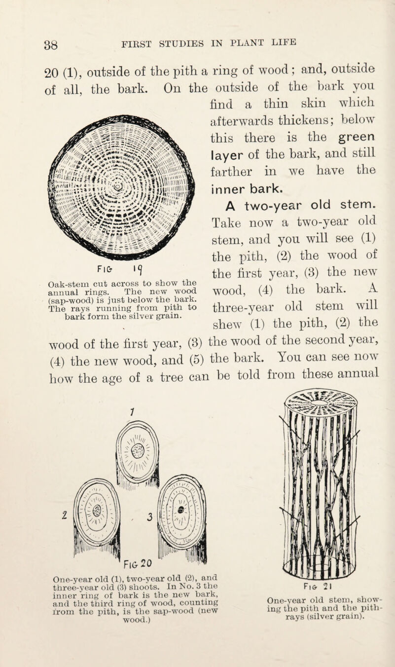 20 (1), outside of the pith a ring of wood ; and, outside of all, the bark. On the outside of the bark you find a thin skin which afterwards thickens; below this there is the green layer of the bark, and still farther in we have the inner bark. A two-year old stem. Take now a two-year old stem, and you will see (1) the pith, (2) the wood of the first year, (3) the new wood, (4) the bark. A three-year old stem will shew (1) the pith, (2) the wood of the first year, (3) the wood of the second year, (4) the new wood, and (5) the bark. You can see now how the age of a tree can be told from these annual Oak-stem cut across to show the annual rings. The new wood (sap-wood) is just below the bark. The rays running from pith to bark form the silver grain. 1 One-year old (1), two-year old (2), and three-year old (3) shoots. In No. 3 the inner ring of bark is the new bark, and the third ring of wood, counting from the pith, is the sap-wood (new wood.) Fio 21 One-year old stem, show¬ ing the pith and the pith- rays (silver grain).