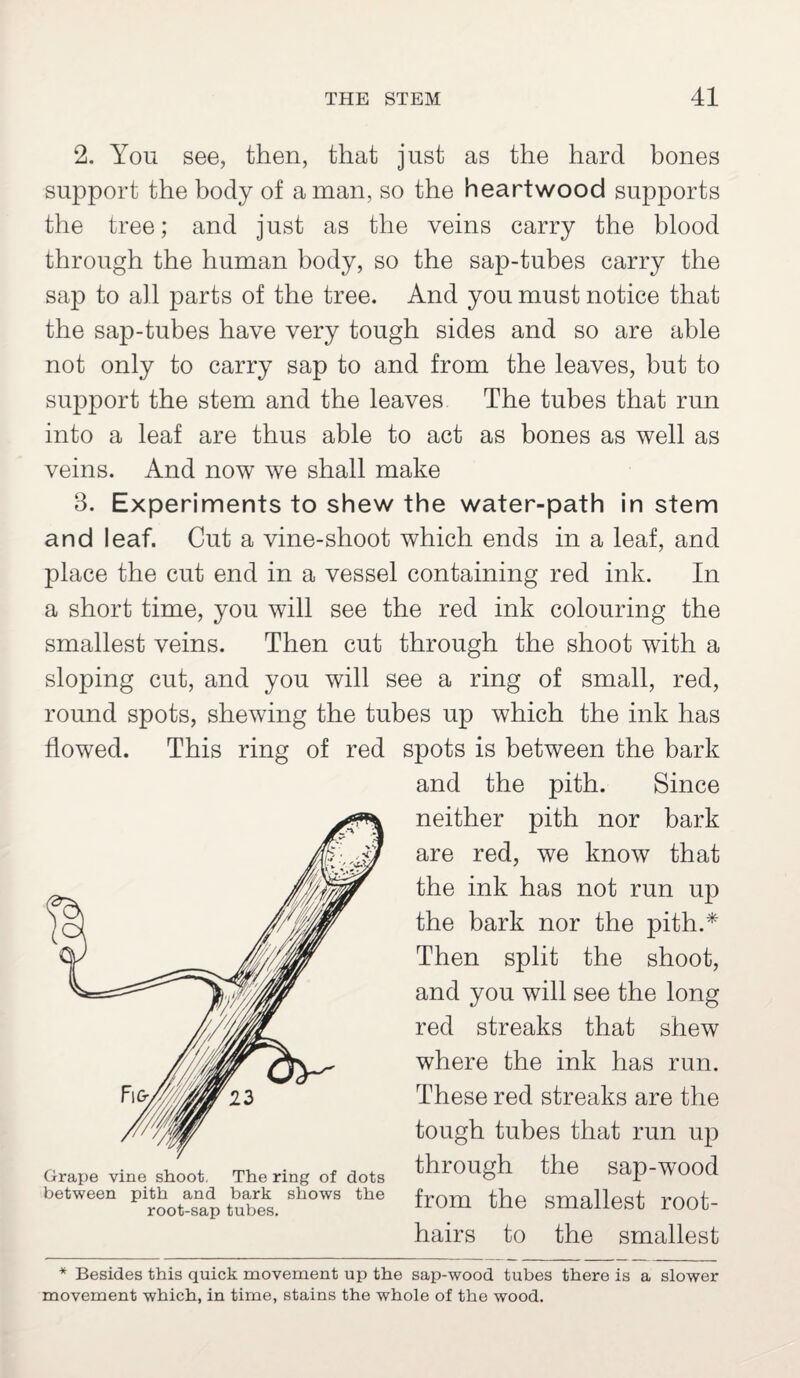 2. You see, then, that just as the hard bones support the body of a man, so the heartwood supports the tree; and just as the veins carry the blood through the human body, so the sap-tubes carry the sap to all parts of the tree. And you must notice that the sap-tubes have very tough sides and so are able not only to carry sap to and from the leaves, but to support the stem and the leaves The tubes that run into a leaf are thus able to act as bones as well as veins. And now we shall make 3. Experiments to shew the water-path in stem and leaf. Cut a vine-shoot which ends in a leaf, and place the cut end in a vessel containing red ink. In a short time, you will see the red ink colouring the smallest veins. Then cut through the shoot with a sloping cut, and you will see a ring of small, red, round spots, shewing the tubes up which the ink has flowed. This ring of red spots is between the bark and the pith. Since neither pith nor bark are red, we know that the ink has not run up the bark nor the pith.* Then split the shoot, and you will see the long red streaks that shew where the ink has run. These red streaks are the tough tubes that run up through the sap-wood from the smallest root- hairs to the smallest * Besides this quick movement up the sap-wood tubes there is a slower movement which, in time, stains the whole of the wood.