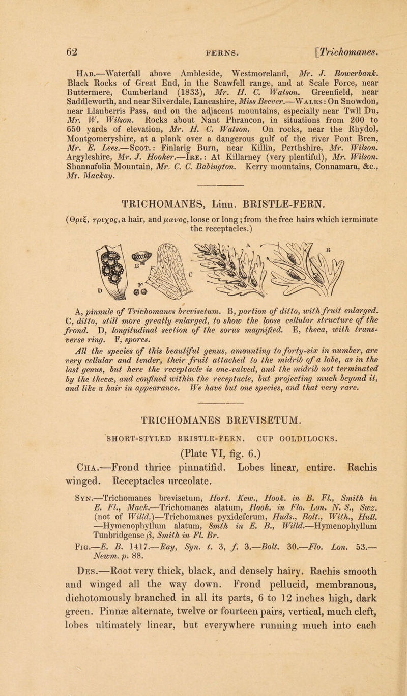 Hab.—Waterfall above Ambleside, Westmoreland, Mr. J. BowerbanJc. Black Rocks of Great End, in the Scawfell range, and at Scale Force, near Buttermere, Cumberland (1833), Mr. H. C. Watson. Greenfield, near Saddleworth, and near Silverdale, Lancashire, Miss Beever.—Wales : On Snowdon, near Llanberris Pass, and on the adjacent mountains, especially near Twll Du, Mr. W. Wilson. Rocks about Nant Phrancon, in situations from 200 to 650 yards of elevation, Mr. H. C. Watson. On rocks, near the Rhydol, Montgomeryshire, at a plank over a dangerous gulf of the river Pont Bren, Mr. E. Lees.—Scot.: Finlarig Burn, near Killin, Perthshire, Mr. Wilson. Argyleshire, Mr. J. Hooker.—Ire. : At Killarney (very plentiful), Mr. Wilson. Shannafolia Mountain, Mr. C. C. Babington. Kerry mountains, Connamara, &c., My. Mackay. TRICHOMANES, Linn. BRISTLE-FERN. (0pi£, rptxog, a hair, and \uavog, loose or long; from the free hairs which terminate the receptacles.) A, pinnule of Trichomanes brevisetum. B, portion of ditto, with fruit enlarged. C, ditto, still more greatly enlarged, to show the loose cellular structure of the frond. D, longitudinal section of the sorus magnified. E, theca, with trans- verse ring. F, spores. All the species of this beautiful genus, amounting to forty-sioc in number, are very cellular and tender, their fruit attached to the midrib of a lobe, as in the last genus, but here the receptacle is one-valved, and the midrib not terminated by the thecas, and confined within the receptacle, but projecting much beyond it, and like a hair in appearance. We have but one species, and that very rare. TRICHOMANES BREVISETUM. SHORT-STYLED BRISTLE-PERN. CUP GOLDILOCKS. (Plate VI, fig. 6.) Cha.—Frond thrice pinnatifid. Lobes linear, entire. Rachis winged. Receptacles urceolate. Syn.—Trichomanes brevisetum, Hort. Kew., Hook, in B. FI., Smith in E. FI., Mack.—Trichomanes alatum, Hook, in Flo. Lon. N. S., Swz. (not of Willd.)—Trichomanes pyxideferum, Huds., Bolt., With., Hull. —Hymenophyllum alatum, Smth in E. B., Willd.—Hymenophyllum Tunbridgense (3, Smith in FI. Br. Fig.—E. B. 1417.—Ray, Syn. t. 3, f. 3.—Bolt. 30.—Flo. Lon. 53.— Newm. p. 88. Des.—Root very thick, black, and densely hairy. Rachis smooth and winged all the way down. Frond pellucid, membranous, dichotomously branched in all its parts, 6 to 12 inches high, dark green. Pinnae alternate, twelve or fourteen pairs, vertical, much cleft, lobes ultimately linear, but everywhere running much into each
