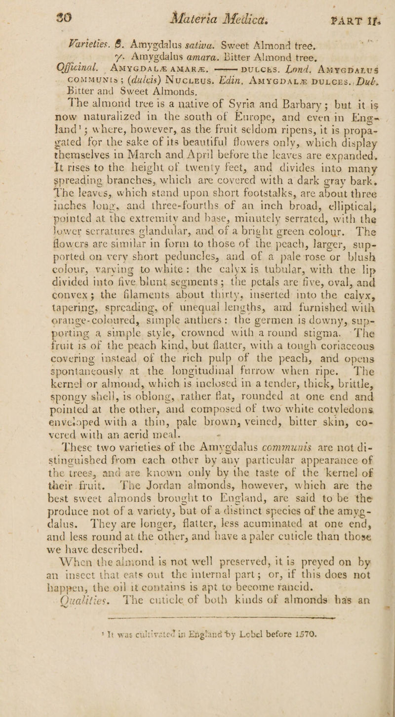 Varieties. 8. Amygdalus sativa. Sweet Almond tree. : ae gre y. Amygdalus amara. Bitter Almond tree. Ofjicinal. AmyGDaL# AMARK. —— putcES. Lond. AMY¥GDaLU$ _ comMMUN!s; (dulcis) Nucueus. Edin, AMYGDAL™&amp; DuLCcrs., Dub, Bitter and Sweet Almonds. ; The almond tree is a native of Syria and Barbary; but it is now naturalized in the south of Europe, and even in Eng- land'; where, however, as the fruit seldom ripens, it is propa- vated for the sake of its beautiful fowers only, which display themselves in March and April before the leaves are expanded. It rises to the height of twenty fect, and divides into many spreading branches, which are covered with a dark gray bark. The leaves, which stand upon short footstalks, are about three toches Jong, and three-fourths of an inch broad, elliptical, pointed at the extremity and hase, minutely serrated, with the Jower serratures glandular, and of a bnght green colour. The flowcrs are similar in form to those of the peach, larger, sup- ported on very short peduncles, and of a pale rose or blush colour, varving to white: the calyx is tubular, with the lip divided into five biunt segments; the petals are five, oval, and convex; the filaments about thirty, inserted into the calyx, tapering, spreading, of unequal lengths, and furnished with erange-coloured, simple anthers: the germen is downy, sup- porting a simple style, crowncd with around stigma. The fruit 1s of the peach kind, but flatter, with a tough coriaceous covering instead of the rich pulp of the peach, and opens spontaneously at the longitudinal furrow when ripe. The kernel or almond, which is inclused in a tender, thick, brittle, spongy shell, is oblong, rather fiat, rounded at one end and pointed at the other, and composed of two white cotyledons enveoped with a thin, pale brown, veined, bitter skin, co- vered with an acrid meal. ° These two varieties of the Amygdalus communis are not di- stinguished from each other by any particular appearance of the trees, and are known only by the taste of the kernel of their fruit. The Jordan almonds, however, which are the best sweet almonds brought to England, are said to be the produce not of a variety, but of a distinct species of the amyg- dalus. They are longer, flatter, less acuminated at one end, and less round at the other, and have a paler cuticle than those we havedescribed. When the almond is not well preserved, it is preyed on by an insect that eats out the internal part; or, if this does not happen, the ol it contains is apt te become rancid. Qualities. The cuticle of both kinds of almonds has an ae ere ee It was cultivated in England by Lobel before 1570.