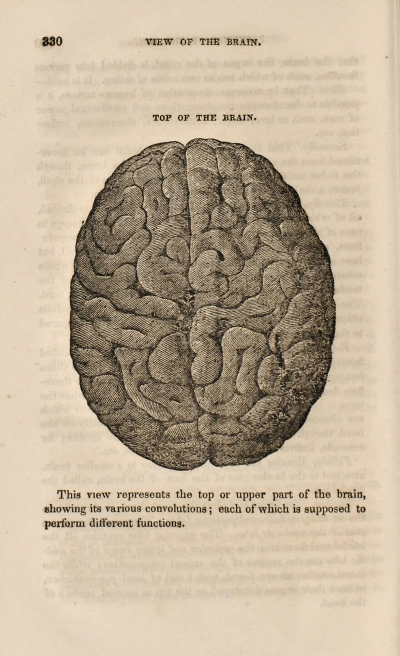 TOP OF THE BRAIN. This view represents the top or upper part of the brain, showing its various convolutions; each of which is supposed to perform different functions.