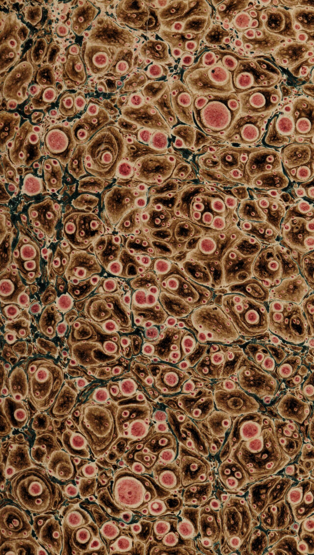 digitised image 3