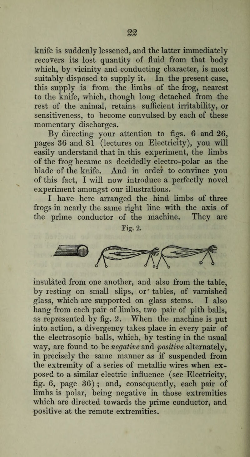 knife is suddenly lessened, and the latter immediately recovers its lost quantity of fluid from that body which, by vicinity and conducting character, is most suitably disposed to supply it. In the present case, this supply is from the limbs of the frog, nearest to the knife, which, though long detached from the rest of the animal, retains sufficient irritability, or sensitiveness, to become convulsed by each of these momentary discharges. By directing your attention to figs. 6 and 26, pages 36 and 81 (lectures on Electricity), you will easily understand that in this experiment, the limbs of the frog became as decidedly electro-polar as the blade of the knife. And in order to convince you of this fact, I will now introduce a perfectly novel experiment amongst our illustrations. I have here arranged the hind limbs of three frogs in nearly the same right line with the axis of the prime conductor of the machine. They are Fig. 2. insulated from one another, and also from the table, by resting on small slips, or' tables, of varnished glass, which are supported on glass stems. I also hang from each pair of limbs, two pair of pith halls, as represented by fig. 2. When the machine is put into action, a divergency takes place in every pair of the electrosopic balls, which, by testing in the usual way, are found to he negative and positive alternately, in precisely the same manner as if suspended from the extremity of a series of metallic wires when ex¬ posed to a similar electric influence (see Electricity, fig. 6, page 36) ; and, consequently, each pair of limbs is polar, being negative in those extremities which are directed towards the prime conductor, and positive at the remote extremities.