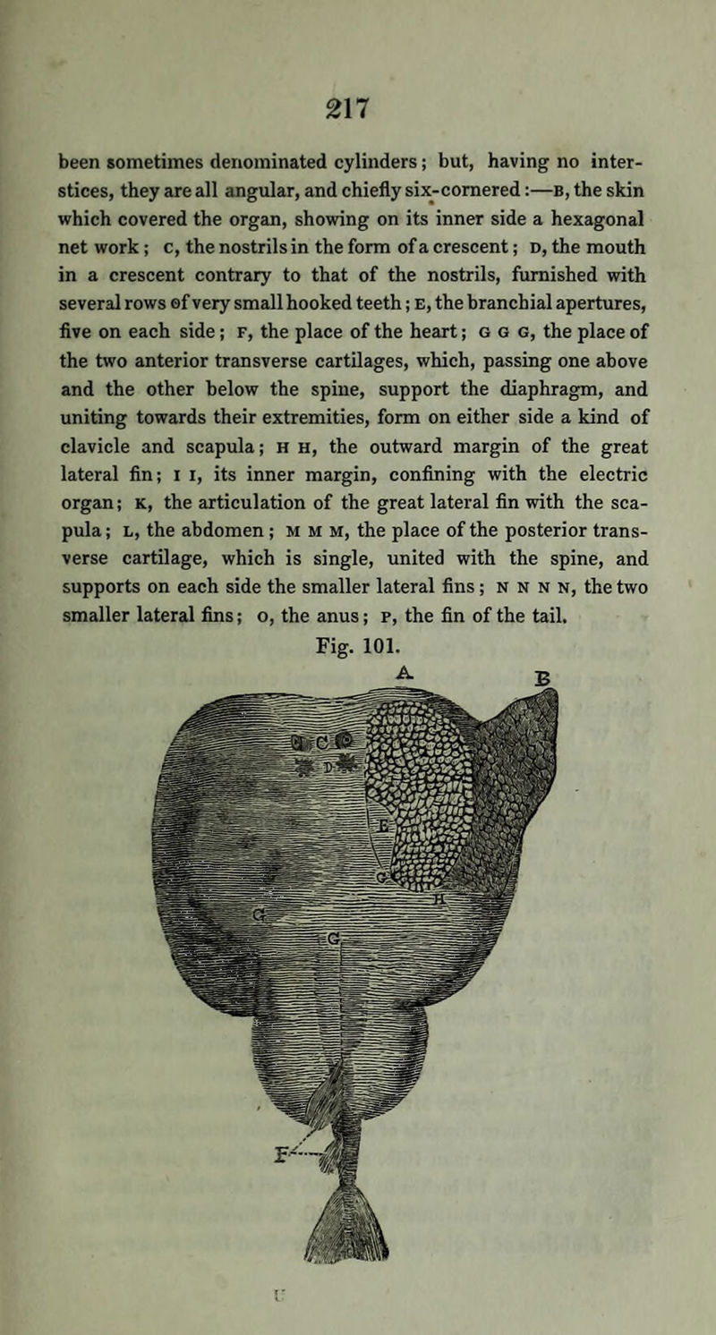 been sometimes denominated cylinders; but, having no inter¬ stices, they are all angular, and chiefly six-cornered:—b, the skin which covered the organ, showing on its inner side a hexagonal net work; c, the nostrils in the form of a crescent; d, the mouth in a crescent contrary to that of the nostrils, furnished with several rows of very small hooked teeth; e, the branchial apertures, five on each side; f, the place of the heart; g g g, the place of the two anterior transverse cartilages, which, passing one above and the other below the spine, support the diaphragm, and uniting towards their extremities, form on either side a kind of clavicle and scapula; h h, the outward margin of the great lateral fin; i i, its inner margin, confining with the electric organ; k, the articulation of the great lateral fin with the sca¬ pula ; L, the abdomen ; M M M, the place of the posterior trans¬ verse cartilage, which is single, united with the spine, and supports on each side the smaller lateral fins; n n n n, the two smaller lateral fins; o, the anus; P, the fin of the tail. Fig. 101. A -r