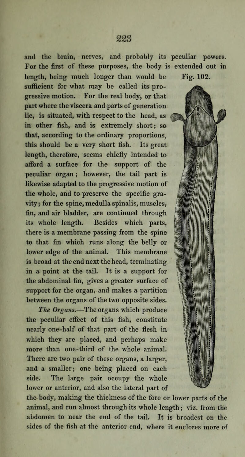 and the brain, nerves, and probably its peculiar powers. For the first of these purposes, the body is extended out in length, being much longer than would be Fig. 102. sufficient for what may be called its pro¬ gressive motion. For the real body, or that part where the viscera and parts of generation lie, is situated, with respect to the head, as in other fish, and is extremely short; so that, according to the ordinary proportions, this should be a very short fish. Its great length, therefore, seems chiefly intended to afford a surface for the support of the peculiar organ; however, the tail part is likewise adapted to the progressive motion of the whole, and to preserve the specific gra¬ vity; for the spine, medulla spinalis, muscles, fin, and air bladder, are continued through its whole length. Besides which parts, there is a membrane passing from the spine to that fin which runs along the belly or lower edge of the animal. This membrane is broad at the end next the head, terminating in a point at the tail. It is a support for the abdominal fin, gives a greater surface of support for the organ, and makes a partition between the organs of the two opposite sides. The Organs.—The organs which produce the peculiar effect of this fish, constitute nearly one-half of that part of the flesh in which they are placed, and perhaps make more than one-third of the whole animal. There are two pair of these organs, a larger, and a smaller; one being placed on each side. The large pair occupy the whole lower or anterior, and also the lateral part of the body, making the thickness of the fore or lower parts of the animal, and run almost through its whole length ; viz. from the abdomen to near the end of the tail. It is broadest on the sides of the fish at the anterior end, where it encloses more of