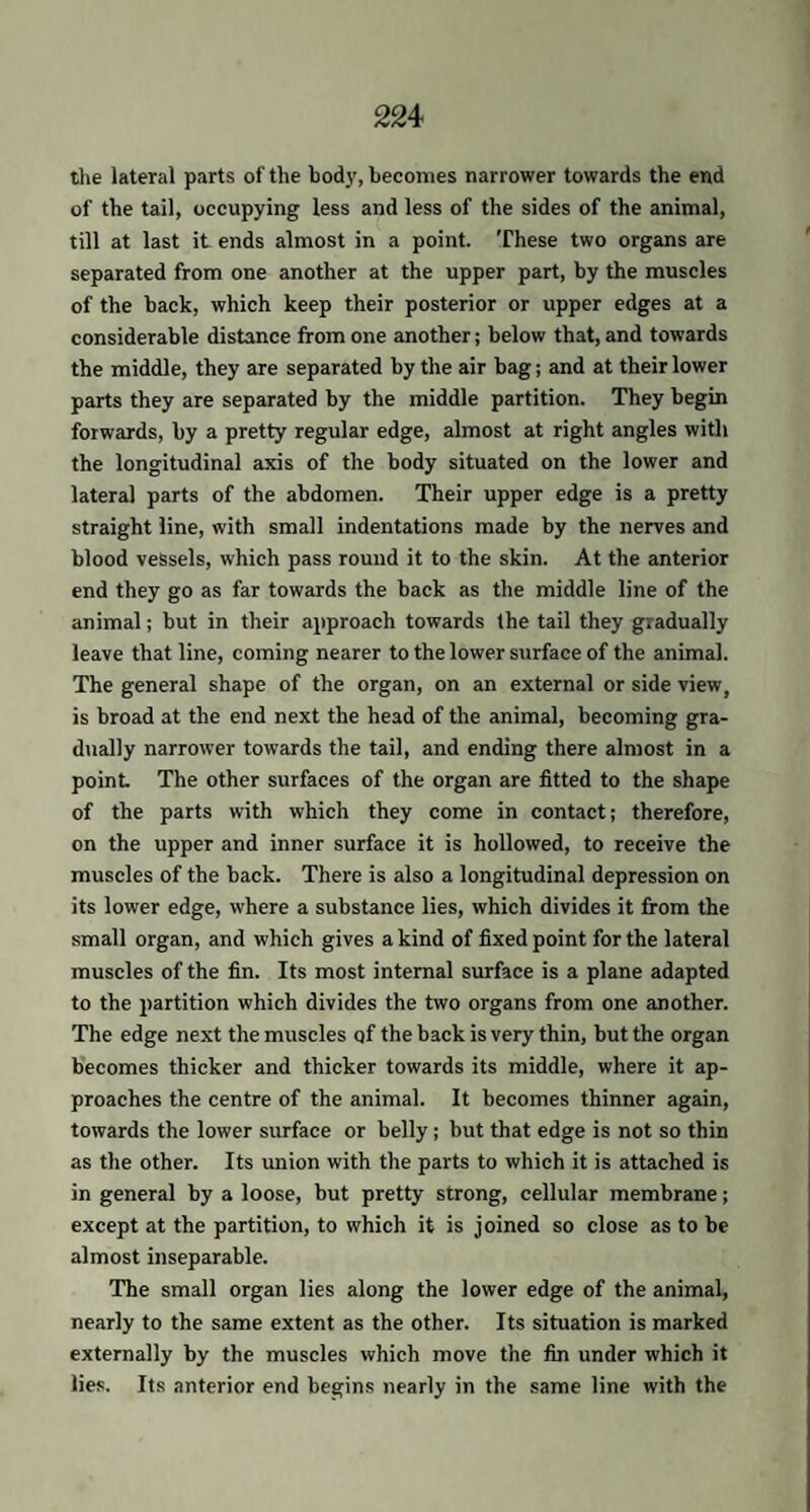 the lateral parts of the body, becomes narrower towards the end of the tail, occupying less and less of the sides of the animal, till at last it ends almost in a point. These two organs are separated from one another at the upper part, by the muscles of the back, which keep their posterior or upper edges at a considerable distance from one another; below that, and towards the middle, they are separated by the air bag; and at their lower parts they are separated by the middle partition. They begin forwards, by a pretty regular edge, almost at right angles with the longitudinal axis of the body situated on the lower and lateral parts of the abdomen. Their upper edge is a pretty straight line, with small indentations made by the nerves and blood vessels, which pass round it to the skin. At the anterior end they go as far towards the back as the middle line of the animal; but in their approach towards the tail they gradually leave that line, coming nearer to the lower surface of the animal. The general shape of the organ, on an external or side view, is broad at the end next the head of the animal, becoming gra¬ dually narrower towards the tail, and ending there almost in a point The other surfaces of the organ are fitted to the shape of the parts with which they come in contact; therefore, on the upper and inner surface it is hollowed, to receive the muscles of the back. There is also a longitudinal depression on its lower edge, where a substance lies, which divides it from the small organ, and which gives a kind of fixed point for the lateral muscles of the fin. Its most internal surface is a plane adapted to the partition which divides the two organs from one another. The edge next the muscles qf the back is very thin, but the organ becomes thicker and thicker towards its middle, where it ap¬ proaches the centre of the animal. It becomes thinner again, towards the lower surface or belly; but that edge is not so thin as the other. Its union with the parts to which it is attached is in general by a loose, but pretty strong, cellular membrane; except at the partition, to which it is joined so close as to be almost inseparable. The small organ lies along the lower edge of the animal, nearly to the same extent as the other. Its situation is marked externally by the muscles which move the fin under which it lies. Its anterior end begins nearly in the same line with the