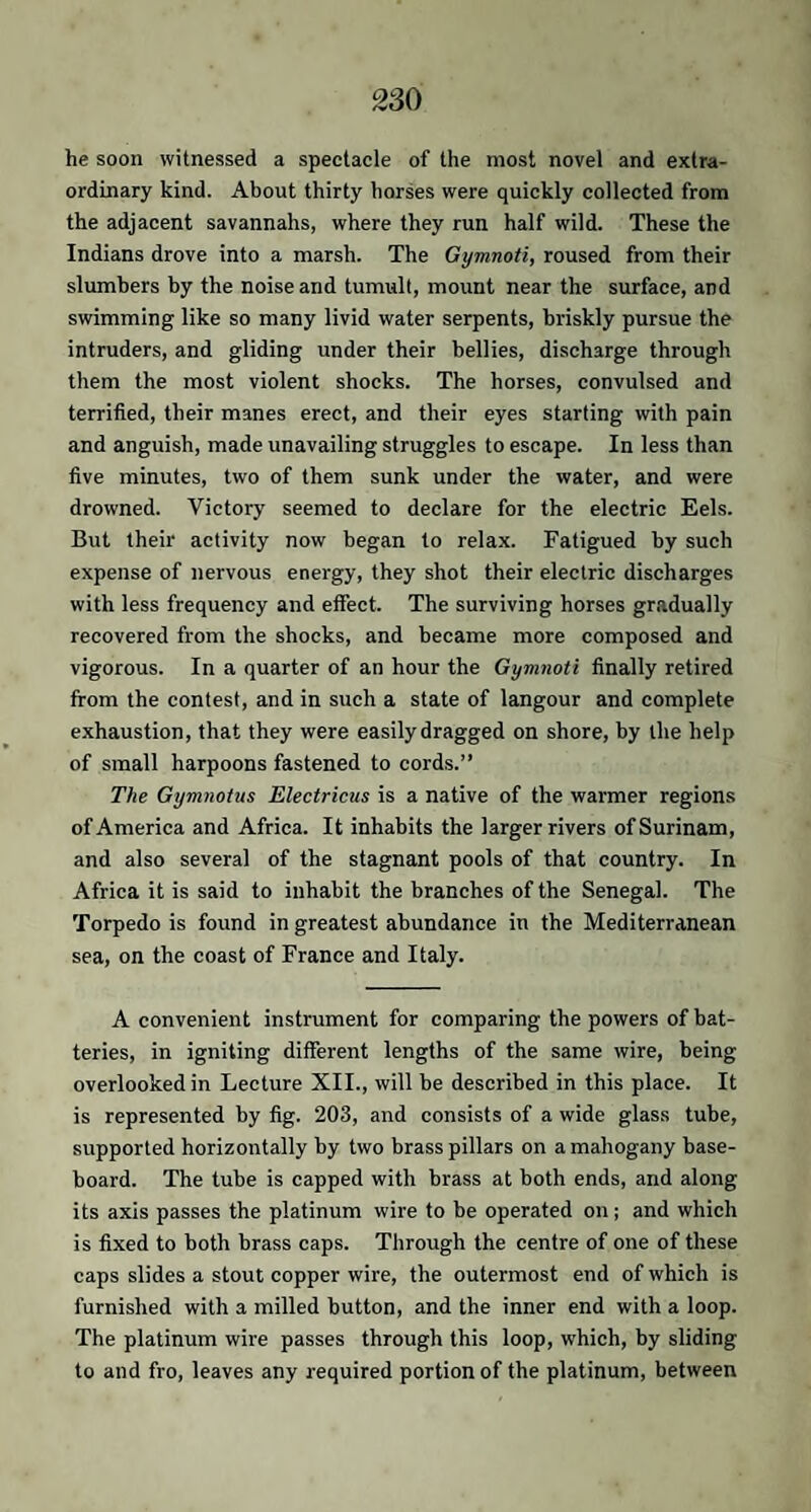 he soon witnessed a spectacle of the most novel and extra¬ ordinary kind. About thirty horses were quickly collected from the adjacent savannahs, where they run half wild. These the Indians drove into a marsh. The Gymnoti, roused from their slumbers by the noise and tumult, mount near the surface, and swimming like so many livid water serpents, briskly pursue the intruders, and gliding under their bellies, discharge through them the most violent shocks. The horses, convulsed and terrified, their manes erect, and their eyes starting with pain and anguish, made unavailing struggles to escape. In less than five minutes, two of them sunk under the water, and were drowned. Victory seemed to declare for the electric Eels. But their activity now began to relax. Fatigued by such expense of nervous energy, they shot their electric discharges with less frequency and effect. The surviving horses gradually recovered from the shocks, and became more composed and vigorous. In a quarter of an hour the Gymnoti finally retired from the contest, and in such a state of langour and complete exhaustion, that they were easily dragged on shore, by the help of small harpoons fastened to cords.” The Gymnotus Electricus is a native of the warmer regions of America and Africa. It inhabits the larger rivers of Surinam, and also several of the stagnant pools of that country. In Africa it is said to inhabit the branches of the Senegal. The Torpedo is found in greatest abundance in the Mediterranean sea, on the coast of France and Italy. A convenient instrument for comparing the powers of bat¬ teries, in igniting different lengths of the same wire, being overlooked in Lecture XII., will be described in this place. It is represented by fig. 203, and consists of a wide glass tube, supported horizontally by two brass pillars on a mahogany base¬ board. The tube is capped with brass at both ends, and along its axis passes the platinum wire to be operated on; and which is fixed to both brass caps. Through the centre of one of these caps slides a stout copper wire, the outermost end of which is furnished with a milled button, and the inner end with a loop. The platinum wire passes through this loop, which, by sliding to and fro, leaves any required portion of the platinum, between