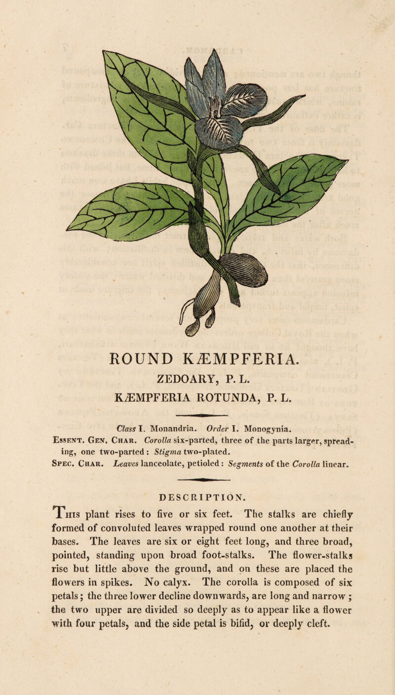 624 TAMARIND TREE. rinds are prepared for exportation at Jamaica in the following manner: c< The fruit or pods are gathered (in June, July, and August) when full ripe, which is known by their fragility or easy breaking on small pressure between the finger and thumb. The fruit, taken out of the pod, and cleared from the shelly fragments, is placed in layers in a cask, and boiling syrup, just before it begins to granulate, is poured in, till the cask is filled: the syrup pervades every part quite down to the bottom, and when cool the cask is headed for sale.” He observes, that the better mode of preserving this fruit is with sugar, well clarified with eggs, till a transparent syrup is formed, which gives the fruit a much pleasanter flavour: but as a principal medicinal purpose of the pulp depends upon its acidity, which is thus counteracted by the admixture of sugar, it would therefore be of more utility if always imported here in the pods. The fruit produced in the East Indies is more esteemed than that of the West, and easily^ to be distinguished by the greater length of the pods, and the pulp being dryer and of a darker colour. MEDICAL VIRTUES. This fruit very much resembles the nature of prunes, but is more acid, and enters as an useful ingredient into the lenitive electuary. It is found of the highest use in the sore throat, as a powerful cleanser, and put into boiling water, until mo¬ derately cold, is a delightful drink to persons parched under the heat of fever, and in the lowest stage of putrid fever.