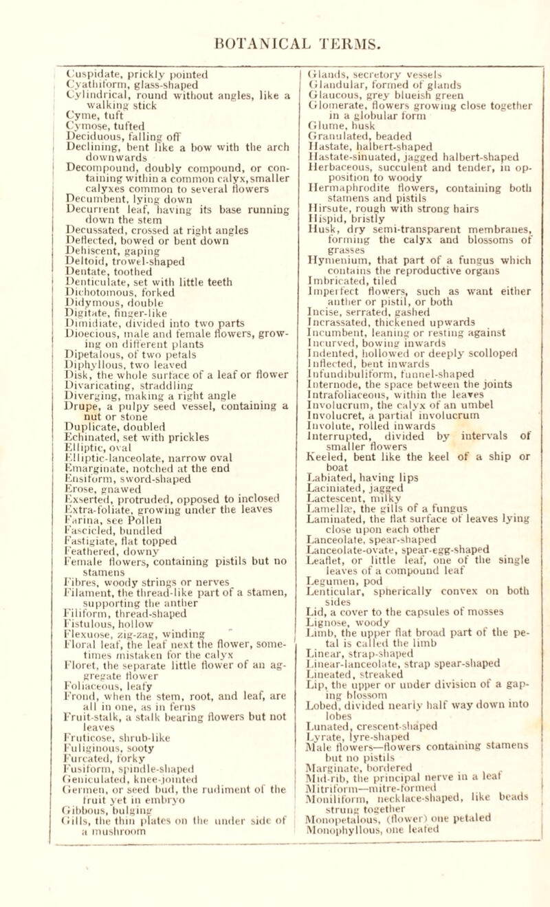 Cuspidate, prickly pointed Cyathiform, glass-shaped Cylindrical, round without angles, like a walking stick Cyme, tuft Cymose, tufted Deciduous, falling off Declining, bent like a bow with the arch downwards 1 Decompound, doubly compound, or con- taining within a common calyx,smaller , calyxes common to several Rowers Decumbent, lying down ! Decurrent leaf, naving its base running down the stem Decussated, crossed at right angles Deflected, bowed or bent down Dehiscent, gaping Deltoid, trowtl-shaped Dentate, toothed I Denticulate, set with little teeth Dichotomous, forked Didymous, double Digitate, finger-like Dimidiate, divided into two parts Dioecious, male and female flowers, grow- ing on different plants | Dipetalous, of two petals j Diphyllous, two leaved Disk,' the whole surface of a leaf or flower I Divaricating, straddling Diverging, making a right angle Drupe, a pulpy seed vessel, containing a nut or stone Duplicate, doubled Echinated, set with prickles Elliptic, oval Elliptic-lanceolate, narrow oval Emarginate, notched at the end Ensiform, sword-shaped Erose, gnawed Fxserted, protruded, opposed to inclosed Extra-foliate, growing under the leaves Farina, see Pollen Fascicled, bundled Fastigiate, flat topped Feathered, downy Female flowers, containing pistils but no stamens Fibres, woody strings or nerves Filament, the thread-like part of a stamen, supporting the anther Filiform, thread-shaped Fistulous, hollow Flexuose, zig-zag, winding Floral leaf, the leaf next the flower, some- times mistaken for the calyx Floret, the separate little flower of an ag- gregate flower Foliaceous, leafy Frond, when the stem, root, and leaf, are all in one, as in ferns Fruit-stalk, a stalk bearing flowers but not leaves Fruticose, shrub-like Fuliginous, sooty Furcated, forky Fusiform, spindle-shaped Geniculated, knee-jointed Germen, or seed bud, the rudiment of the Iruit yet in embryo Gibbous, bulging (Jills, the thin plates on the under side of a mushroom Glands, secretory vessels Glandular, formed of glands Glaucous, grey blueish green Glomerate, flowers growing close together in a globular form Glume, husk Granulated, beaded Hastate, halbert-shaped Hastate-sinuated, jagged halbert-shaped Herbaceous, succulent and tender, iu op- position to woody Hermaphrodite flowers, containing both stamens and pistils Hirsute, rough with strong hairs Hispid, bristly Husk, dry semi-transparent membranes, forming the calyx and blossoms of grasses Ilymenium, that part of a fungus which contains the reproductive organs Imbricated, tiled Impel feet flowers, such as want either anther or pistil, or both Incise, serrated, gashed Incrassated, thickened upwards Incumbent, leaning or resting against Incurved, bowing inwards Indented, hollowed or deeply scolloped Inflected, bent inwards Infundibuliform, funnel-shaped Internode, the space between the joints Intrafoliaceous, within the leaves Involucrum, the calyx of an umbel Involucret, a partial involucrum Involute, rolled inwards Interrupted, divided by intervals of smaller flowers Keeled, bent like the keel of a ship or boat Eabiated, having lips Laciniated, jagged Lactescent, milky Lamella*, the gills of a fungus Laminated, the flat surface of leaves lying close upon each other Lanceolate, spear-shaped Lanceolate-ovate, spear-egg-shaped Leaflet, or little leaf, one of the single leaves of a compound leaf Legumen, pod Lenticular, spherically convex on both sides Lid, a cover to the capsules of mosses Lignose, woody | Iamb, the upper flat broad part of the pe- tal is called the limb Linear, strap-shaped Linear-lanceolate, strap spear-shaped Lineated, streaked Lip, the upper or under division of a gap- ing blossom Lobed, divided nearly half way down into lobes Lunated. crescent-shaped Lyrate, lyre-shaped Male flowers—flosvers containing stamens but no pistils Marginate, bordered Mid rib, the principal nerve in a leat Mitriform—mitre-formed Moniliform, necklace-shaped, like beads strung together Monopetalous, (flower) one petaled Monophyllous, one leafed