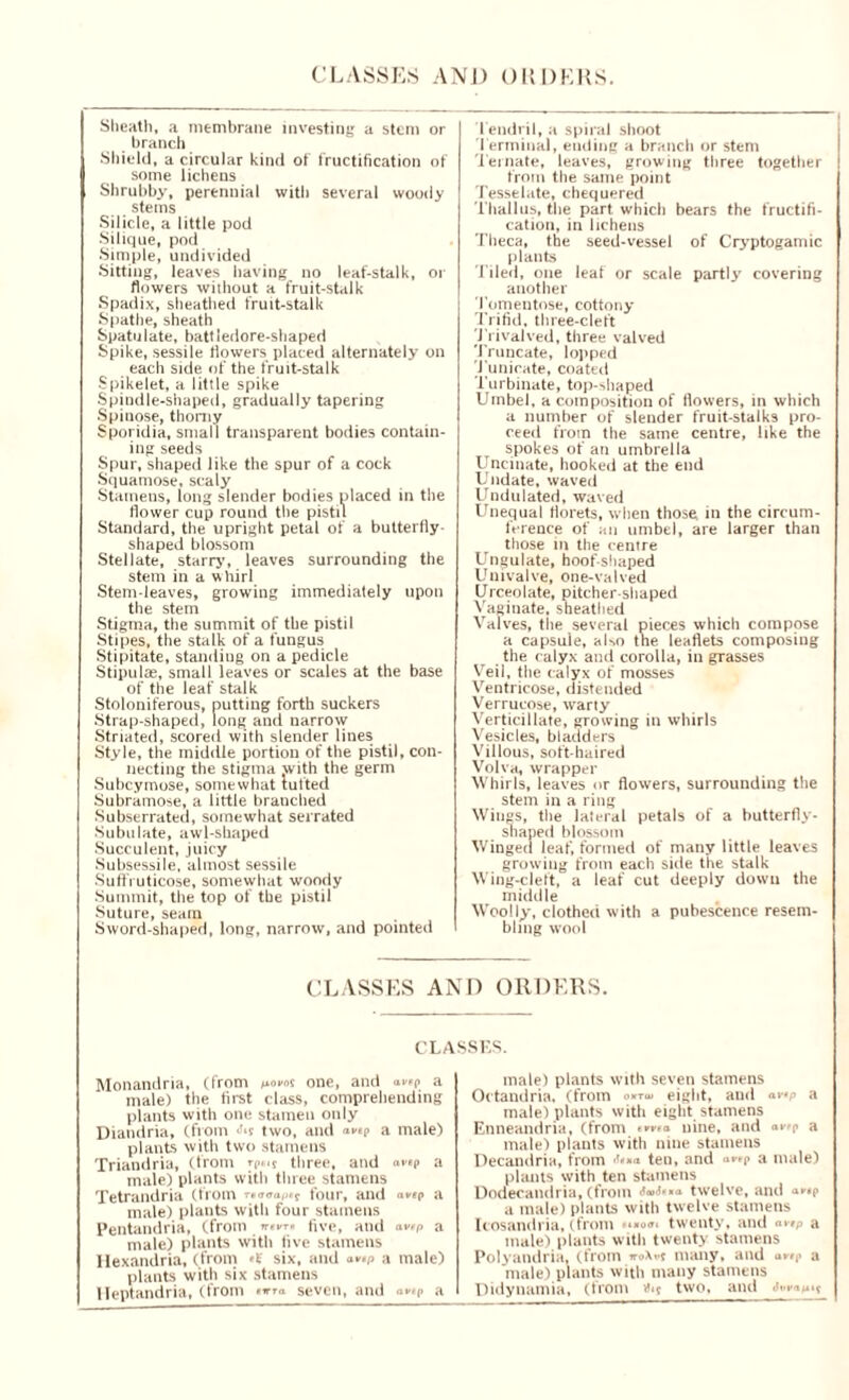 Sheath, a membrane investing a stem or branch Shield, a circular kind of fructification of some lichens Shrubby, perennial with several woody stems Silicle, a little pod Silique, pod Simple, undivided Sitting, leaves having no leaf-stalk, or flowers without a fruit-stalk Spadix, sheathed fruit-stalk Spathe, sheath Spatulate, battledore-shaped Spike, sessile flowers placed alternately on each side of the fruit-stalk Spikelet, a little spike Spindle-shaped, gradually tapering Spinose, thorny Sporidia, small transparent bodies contain- ing seeds Spur, shaped like the spur of a cock Squamose, scaly Stamens, long slender bodies placed in the flower cup round the pistil Standard, the upright petal of a butterfly- shaped blossom Stellate, starry, leaves surrounding the stem in a whirl Stem-leaves, growing immediately upon the stem Stigma, the summit of the pistil Stipes, the stalk of a fungus Stipitate, standing on a pedicle Stipulae, small leaves or scales at the base of the leaf stalk Stoloniferous, putting forth suckers Strap-shaped, long and narrow Striated, scored with slender lines Style, the middle portion of the pistil, con- necting the stigma with the germ Subcymose, somewhat tutted Subramose, a little branched Subserrated, somewhat serrated Subulate, awl-shaped Succulent, juicy Subsessile, almost sessile Suffruticose, somewhat woody Summit, the top of the pistil Suture, seam Sword-shaped, long, narrow, and pointed Tendril, a spiral shoot Terminal, ending a branch or stem Ternate, leaves, growing three together from the same point Tesselate, chequered Thallus, the part which bears the fructifi- cation, in lichens Theca, the seed-vessel of Cryptogamic plants Tiled, one leaf or scale partly covering another Tomentose, cottony Trifid, three-cleft Trivalved, three valved Truncate, lopped Tunicate, coated Turbinate, top-shaped Umbel, a composition of llowers, in which a number of slender fruit-stalks pro- ceed from the same centre, like the spokes of an umbrella Uncinate, hooked at the end Undate, waved Undulated, waved Unequal florets, when those in the circum- ference of ;m umbel, are larger than those in the centre Ungulate, hoof shaped Univalve, one-valved Urceolate, pitcher-shaped Vaginate, sheathed Valves, the several pieces which compose a capsule, ako tne leaflets composing the calyx and corolla, in grasses Veil, the calyx of mosses Ventricose, distended Verrucose, warty Verticillate, growing in whirls Vesicles, bladders Villous, soft-haired Volva, wrapper Whirls, leaves or flowers, surrounding the stem in a ring Wings, the lateral petals of a butterfly- shaped blossom Winged leaf, formed of many little leaves growing from each side the stalk Wing-cleft, a leaf cut deeply down the middle Woolly, clothed with a pubescence resem- bling wool CLASSES AND ORDERS. CLASSES. Monandria, (from novos one, and avtp a male) the first class, comprehending plants with one stamen only Diandria, (from two, and a male) plants with two stamens Triandria, (from three, and «*•*? a male) plants with three stamens Tetrandria (from -►'T<rap*f four, and <*vep a male) plants with four stamens Pentandria, (from wt* five, and *vfp a male) plants with five stamens llexandria, (from A' six, and a*»p a male) plants with six stamens Heptandria, (from nrra seven, and ■»»■><> a male) plants with seven stamens Octandria, (from eight, and avp a male) plants with eight stamens Enneandria, (from nine, and a male) plants with nine stamens Decandria, from ten, and <*v*p a male) plants with ten stamens Dodecandria, (from <*•**■» twelve, and a male) plants with twelve stamens Icosandria, (from n*o<n twenty, and «»-fp a male) plants with twenty stamens Polyandria. (from »oX»f many, and a male) plants with many stamens Didynamia, (from ><*? two, and •W'*****
