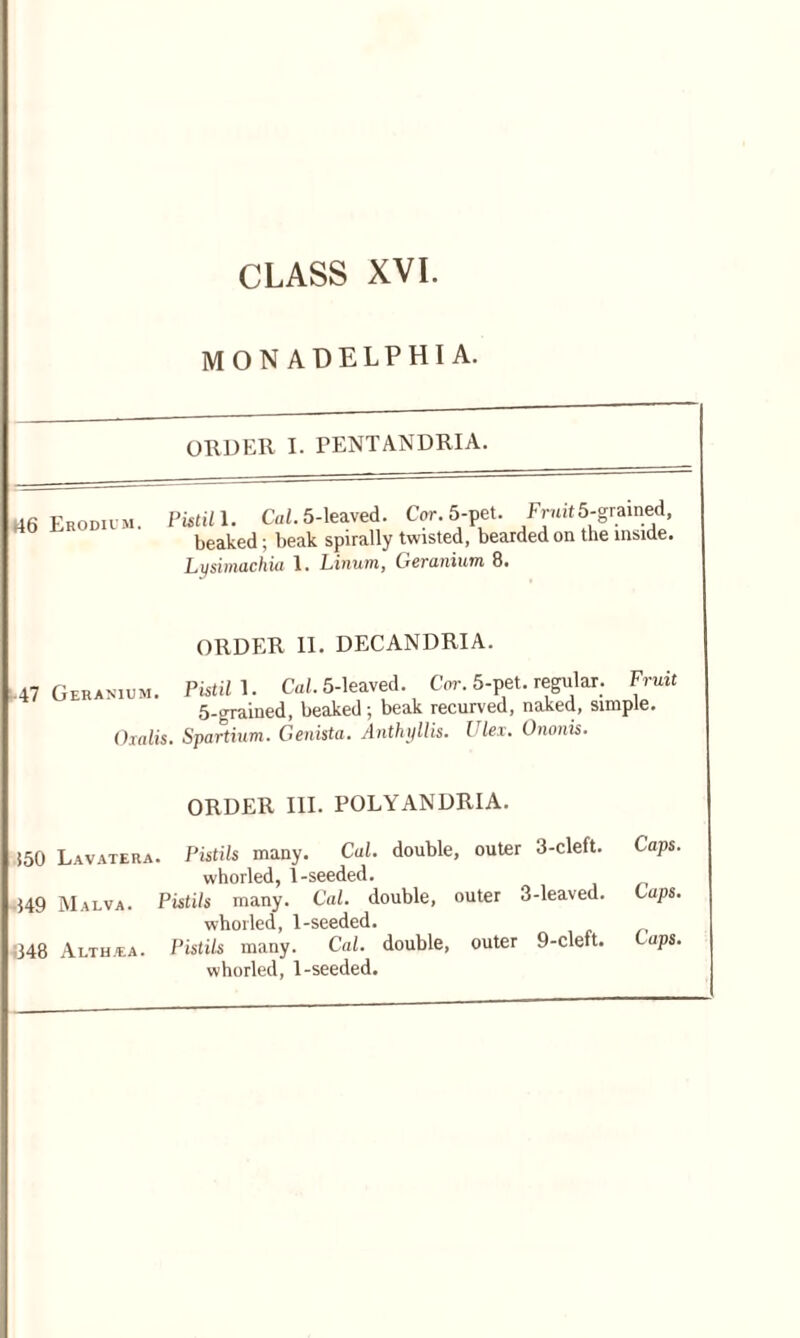 CLASS XVI. MONADELPHIA. ORDER I. PENTANDRIA. 46 Erodium. Pistil 1. Cal. 5-leaved. Cor. 5-pel.. Fruit5-grained, beaked; beak spirally twisted, bearded on the inside. Lysimachia 1. lAnuvn, Geranium 8. ORDER 11. DECANDRIA. -47 Geranium. Putin. Cal. 5-leaved. Cor. 5-pet. regular. Fruit 5-grained, beaked; beak recurved, naked, simple. Oxalis. Spartium. Genista. Anthyllis. Ulex. Ononis. ORDER III. POLYANDRIA. 150 Lavatera. Pistils many. Cal. double, outer 3-cleft. Caps. whorled, 1-seeded. •149 Malva. Pistils many. Cal. double, outer 3-leaved, taps. whorled, 1-seeded. 348 Althaea. Pistils many. Cal. double, outer 9-cleft. taps. whorled, 1-seeded.