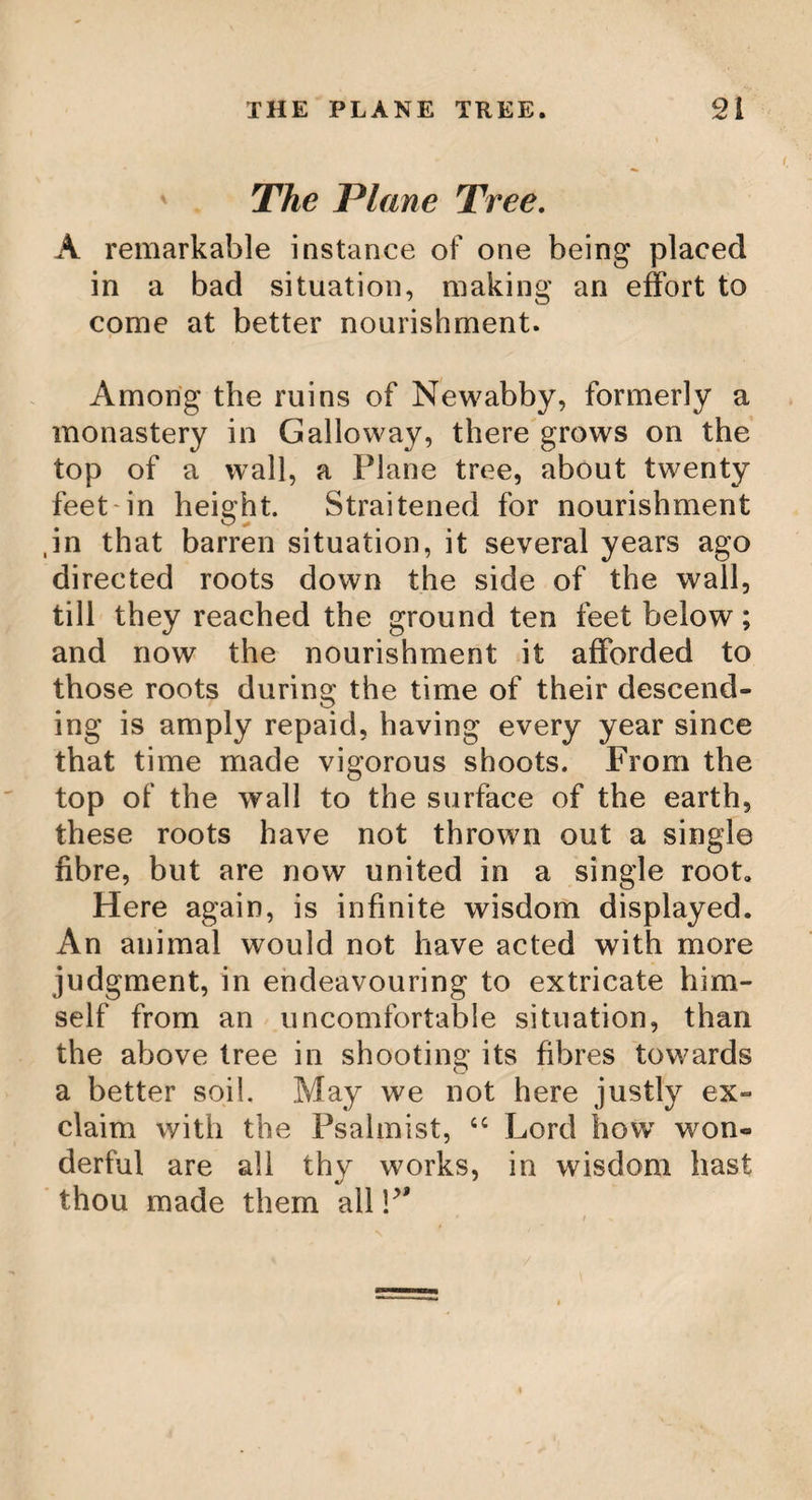 I THE SASSAFRAS TREE, ‘4$ lienee the spiritous extract proves the most elegant and efficacious preparations as con® taining the virtue of the root entire. The bark of this tree is used by the women in Pennsylvania and other parts of North America, in dying worsted a fine lasting orange colour. The wood is made use of for posts belonging to the inclosures, for it is said to last a long time in the ground: but it is likewise said, that there is hardly any kind of wood which is more attacked by worms than this, when it is exposed to the air without a cover; and that in a short time it is quite worfri-eaten through and through. On cut® ting some part of the sassafras tree, or its shoots, and holding it to the nose, it has a strong, but pleasant smell. Some people peel the root, and boil the peel with the beer which they are brewing, because they believe it wholesome. For the same reason the peel is put into brandy, either whilst it is distilling, or after it is made. Professor Kahn informs us, that a decoction of the root of sassafras in water, drank every morning, is used with success in the dropsy. When part of a wood is destined for cultivation, the sassafras trees are commonly left upon it, because they have a very thick foliage, and afford a cool shade to the cattle during the great heats. Some people get their bed-posts made of sassafras wood, in order to expel the bugs; for its strong scent, it is said, prevents those vermin from settling in them. For two or three F