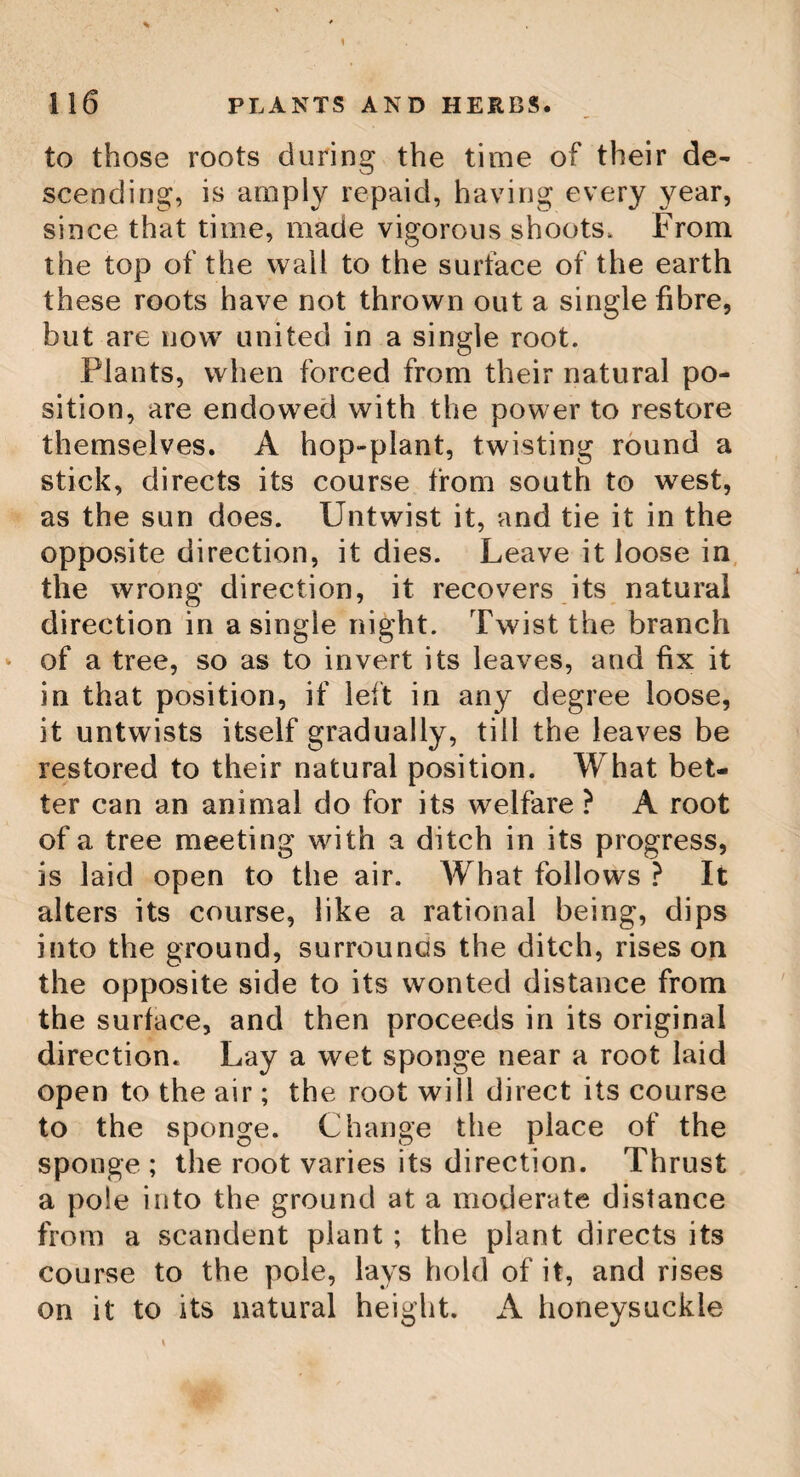 BOLE-HILL TREES. 190 as to form a kind of mat. The tops of the tender shoots are frequently pickled in the West Indies. In the cavities of the bamboo is found, at certain seasons, a concrete white substance, which the Arabian physicians hold in high estimation. Bole-Hill Trees. A plantation of sycamores, encircling a school-house and play-ground, on a barren eminence, facing the High Moors of Derby¬ shire on the one hand, and on the other over¬ looking a richly cultivated, weli wooded, and mountainous district, (near the seat of a gen¬ tleman, where the writer spent many pleasant hours,) gave rise to the following beautiful lines, which we introduce as a poetic Jinale to the preceding descriptions. 1 Now peace to his ashes who planted yon trees That welcome my wandering eye ! In lofty luxuriance they wave with the breeze, And resemble a grove in the sky : On the brow of the mountain, all barren and bleak, They flourish in grandeur sublime ; Adorning its bald and majestical peak, Like the lock on the forehead of Time, A land.mark they rise. To the stranger forlorn, All night on the wild heath delay'd,