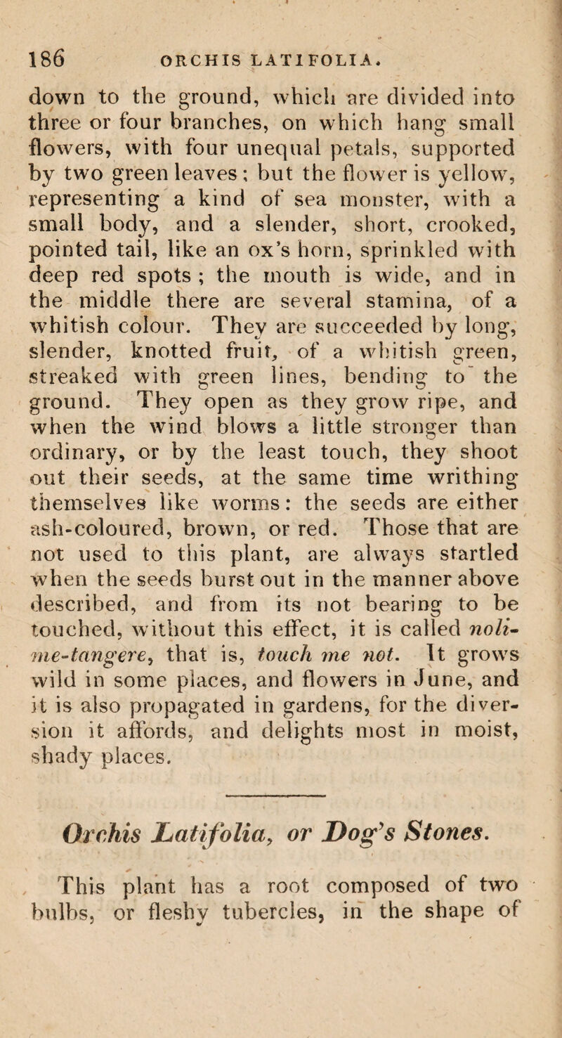 159 BUTTER WORT.—THE TRIENTALIS. * Yorkshire Suniele, or Butterwort. If the fresh-gathered leaves of this plant, which grows on boggy land, are put into a strainer, through which warm milk from the cOw is poured, and the-milk is set bv for a day or two to become aceessant, it acquires a consistence and tenacity ; the whey does not separate, nor does the cream. In which state it is an extremely grateful food, and used as such by the inhabitants of Sweden. Half a spoonful of this prepared milk, mixed with fresh warm milk, will convert it to its nature; and this again will change another quantity of fresh milk, and so on ad infinitum. The juice of the leaves is also made great use of by the common people, for destroying vermin in sheep and other animals. 'The Trientalis, or Common Chick-weed. This pretty plant is very common in fields, and under hedges. 'I he stalk is single, five or six inches high, and is terminated with five, six, or seven, oval pointed leaves; Irom the centre of which arise, on long tootstaiks, commonly two white starry flowers, each ge¬ nerally consisting of s ven oval and equal petals, and succeeded by a globular, dry berry, covered with a thin, white rind, hav¬ ing one cell, and containing several angular seeds.
