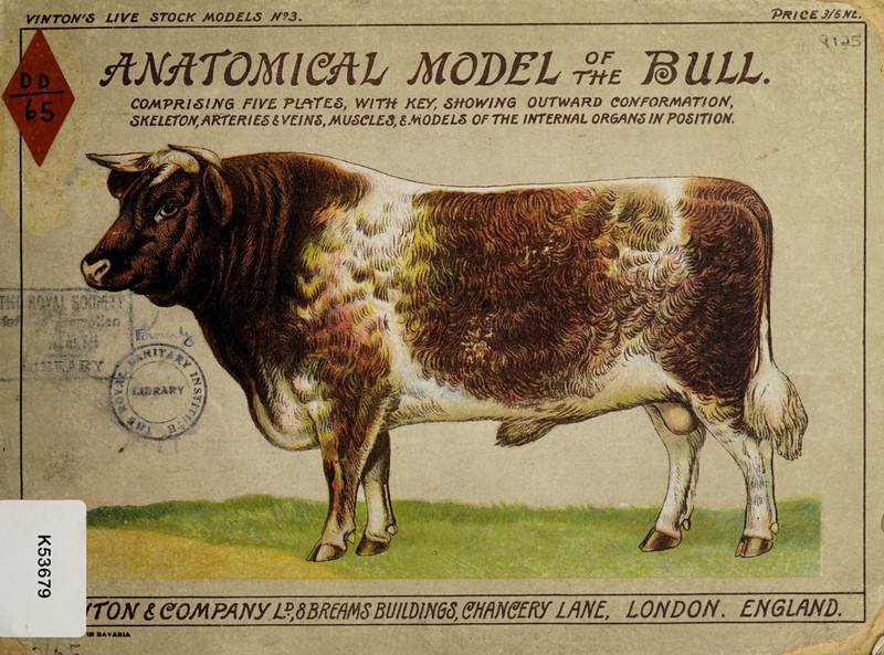 AMTOMl&iL MODEL OF THE MULL COMPRISING FIVE PLFiTES, WITH KEY, SNOWING OUTWARD CONFORMATION, SKELErON,ARrERiES (:VEJ NS, MUSCLES, &MODELS OFTHE INTERNAL ORGANS IN POSITION. * ^ I .v> VINTON'S LIVE STOCK MODELS N?3. Price 3/6Nt. m BAVAIUA TON & COMPANY L^MRmSBUimmd.eHPiEeLKf LftNE LONDON. ENGLAND.