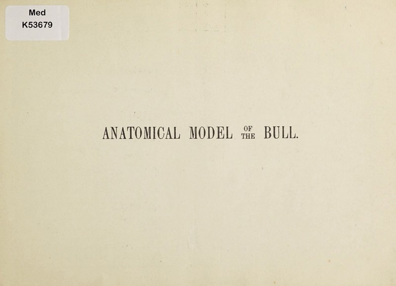 Med K53679 ANATOMICAL MODEL T^E BULL.