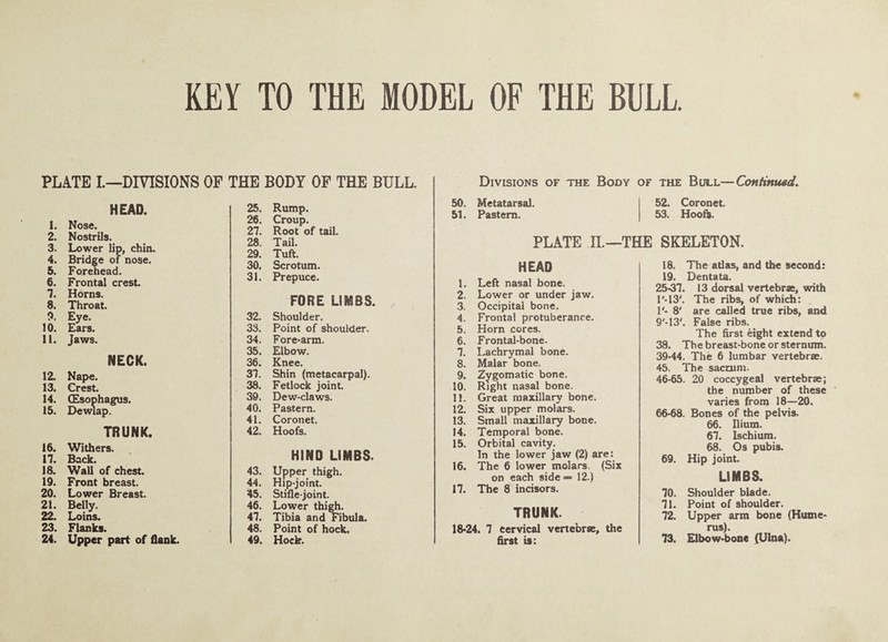 KEY TO THE MODEL OF THE BULL PLATE L—DIVISIONS OF THE BODY OF THE BULL. Divisions of the Body of HEAD. 1. Nose. 2. Nostrils. 3. Lower Up, chin. 4. Bridge of nose. 5. Forehead. 6. Frontal crest 7. Horns. 8. Throat. 9. Eye. 10. Ears. 11. Jaws. NECK. 12. Nape. 13. Crest. 14. (Esophagus. 15. Dewlap. TRUNK. 16. Withers. 17. Back. lA WaU of chest. 19. Front breast. 20. Lower Breast. 21. Belly. 22. Loins. 23. Flanks. 24. Upper part of flank. 25. Rump. 26. Croup. 27. Root of tail. 28. Tail. 29. Tuft. 30. Scrotum. 31. Prepuce. FORE LIMBS. 32. Shoulder. 33. Point of shoulder. 34. Fore-arm. 35. Elbow. 36. Knee. 37. Shin (metacarpal). 38. Fetlock joint 39. Dew-claws. 40. Pastern. 41. Coronet 42. Hoofs. HIND LIMBS. 43. Upper thigh. 44. Hip-joint 45. Stifle-joint. 46. Lower thigh. 47. Tibia and Fibula. 48. Point of hock. 49. Hock. 50. Metatarsal. 51. Pastern. PLATE n.—THE HEAD 1. Left nasal bone. 2. Lower or under jaw. 3. Occipital bone. 4. Frontal protuberance. 5. Horn cores. 6. Frontal-bone. 7. Lachrymal bone. 8. Malar bone. 9. Zygomatic bone. 10. Right nasal bone. 11. Great maxillary bone. 12. Six upper molars. 13. Small maxillary bone. 14. Temporal bone. 15. Orbital cavity. Tn the lower jaw (2) are: 16. The 6 lower molars. (Six on each side** 12.) 17. The 8 incisors. TRUNK. 18*24. 7 cervical vertebrse, the first is: THE Bull—Continmd. 52. Coronet. 53. Hooib. SKELETON. 18. The atlas, and the second: 19. Dentata. 25-37. 13 dorsal vertebrse, with l'-13'. The ribs, of which: 1'- 8' are called true ribs, and 9'-13'. False ribs. The first eight extend to 38. The breast-bone or sternum. 39-44. The 6 lumbar vertebrae. 45. The sacrum. 46-65. 20 coccygeal vertebrae; the number of these varies from 18—20. 66-68. Bones of the pelvis. 66. Ilium. 67. Ischium. 68. Os pubis. 69. Hip joint. LIMBS. 70. Shoulder blade. 71. Point of shoulder. 72. Upper arm bone (Hume¬ rus). 73. Elbow-bone (Ulna).