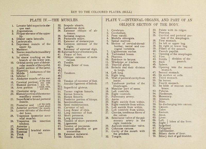 1. 2, 3. 4. 5. 6. 7. 8. 9. 10. 11. 12. 13. 14. 15. 16. 17. 18. 19. 20. 21. 22. 23. 24. 25. 26. 27. 28. 29. 30. 31. PLATE IV.—THE MUSCLES. Levator labii superioris alae- que nasi. Zygomaticus. Proper elevator nf the upper lip. Dilator naris lateralis. Lachryn-.alis. Depressor muscle of the upper lip. Masseter. Sterno maxillaris (maxillary portion). Its sinew touching on the branch of the lower jaw. Orbital.cavity part of thecir- cular muscle ofthe eyelid. Eyelid portion of the same. ^ddle°*^^ Adductors of the Inferior 1 Abductor muscle of the ear. Cervical portion | cles com- Mastoid portion > mon to Arm portion I Clavicular strip. Mastoid portion ofthe sterno- maxillary muscle. Superficial or broad pectoral muscle. Posterior and 1 bUd'shotli- Anterior portion ) der muscle. Lower elevator of the shoul¬ der bone. Trapezius (posterior acro¬ mial muscle). Trapezius (its insertion tendon). Anterior Posterior External Thick Long brachial exten¬ sor. 32. Scapulo ulnaris. 33. Latissimus dorsi. 34. Extensor oblique of ab¬ domen. 35 Serratus magnus. 36. Pectoralis major. 37. Extensor of metacarpus. 38. Common extensor of the digits. 39. Extensor of external digit. 40. External flexor of metacarpus. 41. Flexor of foot. 42. Oblique extensor of meta¬ carpus. 43. Tendon. 44. Deep flexor of toes. 45., 46. 47.1 Tendons. 48. 49.1 50. Tendon of extensor of foot. 51. Annular ligament of fetlock. to 1 Superficial gluteus. 54. Tensor vaginae femoris. 55. Rectus femoris. 56. Biceps femoris. 57. Posterior portion of biceps. 58. Seniitendinosus. 59. Semi membranosns. 60. Curvator of tail. 61. Long flexor of tibia. 62. Long extensor of foot. 63. Short peroneus. 64. Long peroneus. 65. Tendon of short peroneus. 66. Ligaments. 61. Tendon of peroneus. 68. Internal gemellus or gas¬ trocnemius. 69. Extensor metatarsi. 70. Tendo Achilles. PLATE V.—INTERNAL ORGANS, AND PART OP AN OBLIQUE SECTION OF THE BODY. 1. Cerebrum. 2. Cerebellum. 3. Pons varolii. 4. Medulla oblongata. 5. Spinal marrow. 6. Section of cervical-dorsal- lumbar, sacral and coc¬ cygeal vertebrae. 7. Ligamentum nuchae. 8. Turbinated bones. 9. Pharynx. 10. Entrance to larynx. 11. Windpipe or trachea. 12. Thyroid gland. 13. Bronchi and their division in lungs. 14. Left lung. 15. Right lung. 16. Wall of pectoral cavity from inside. 17. Tendinous portion of the Diaphragm. 18. Muscular part of same. 19. Left ventricle. 20. Right ventricle. 21. Pulmonary artery. 22. Aorta. 23. Right auricle from within. 24. Right ventricle from within. 25. Left auricle from within. 26. Left ventricle from within. 27. Chordae, tendinous fibres of the valves. 28. Semi-lunar valve of the pul¬ monary arterj' in the right ventricle. 29. Auriculo-ventricular valve. 30. Columnae carneae. 31. Cavity of the mouth with the grinders. 32. Tongue. 33. Palate with its ridges. 34. Pharynx. 35. Cervical and pectoral por¬ tion of the oesophagus. 36. First stomach. 37. Its left or upper bag. 38. Its right or lower bag. 39. Pillars of the paunch. 40. Paunch papillae. 41. Opening of the oesophagus. 42. Fore \ 43. Middle division of the 44. Back ) paunch. 45. Spleen. 46. Opening into the second stomach. 47. Second stomach. 48. Its meshes or cells. 49. Third stomach. 50. Its leaves. 51. Fourth stomach. 52. Its folds of mucous mem¬ brane. 53. Pylorus. 54. Duodenum. 55. Mesentary. 56. Jejunum. 57. ilium. 58. Its discharging into caecum. 59. Caecum. 60. Colon. 61. Rectum. 62. Anus. 63. Liver. 65. Right } 66. Spigeliani. 67. Polyganal. 68. Gall-bladder. 69. Biliary ducts of liver. 70. Biliary duct of gall bladder.